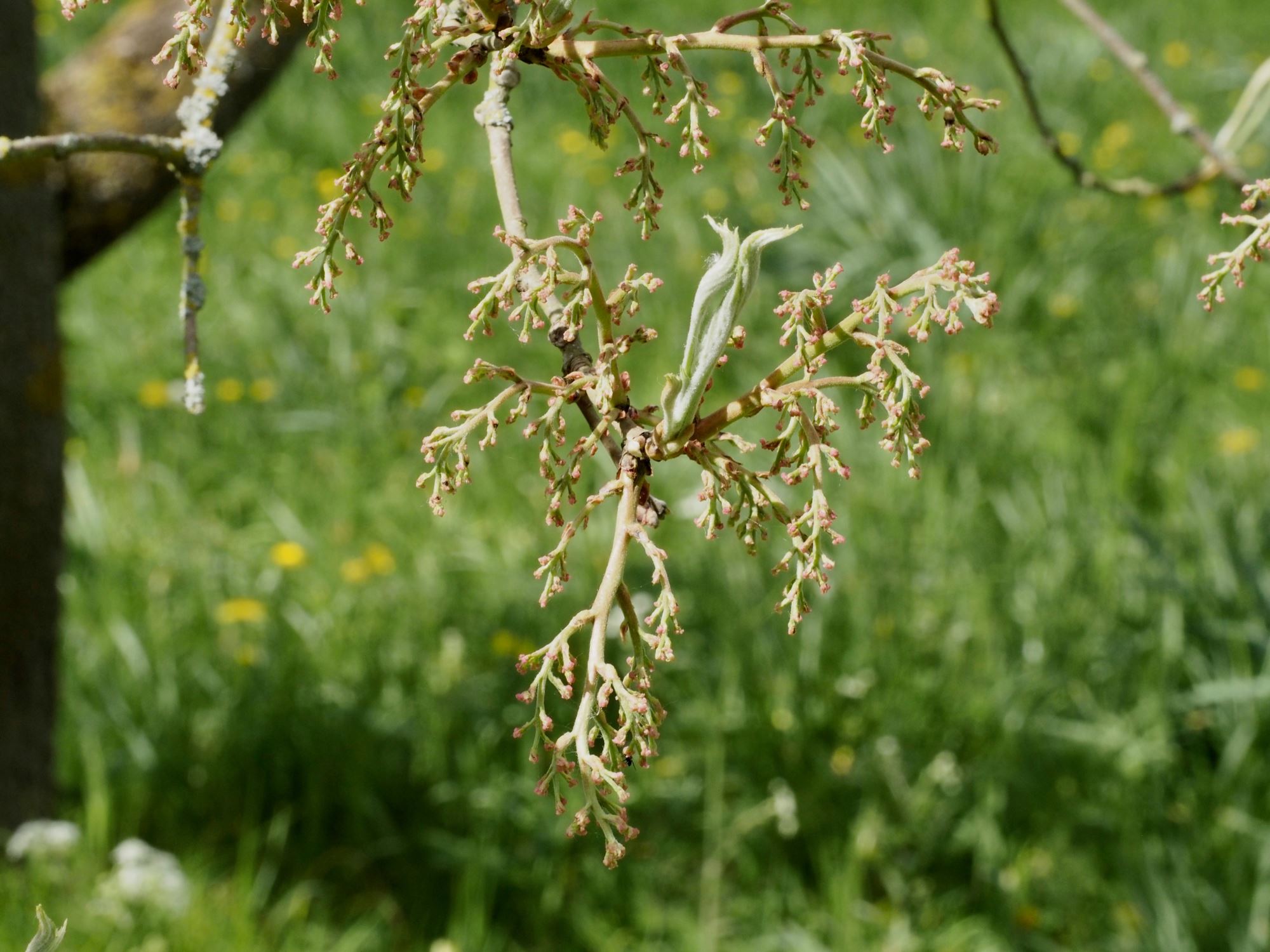 Image of Pistacia chinensis