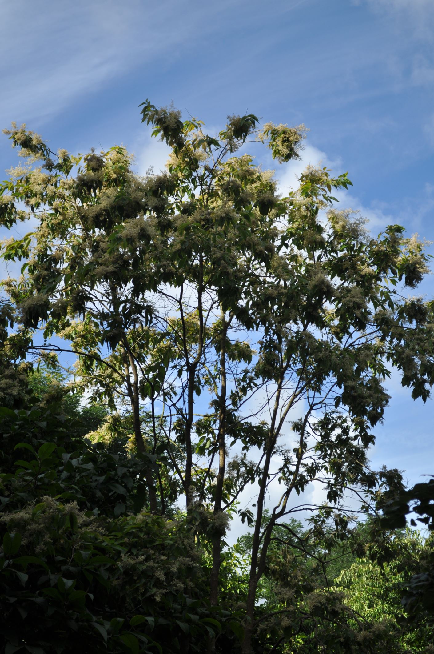 Image of Poliothyrsis sinensis