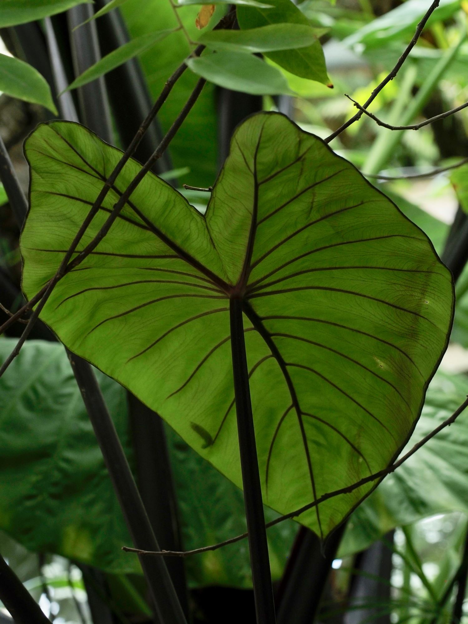 Image of Colocasia fontanesii