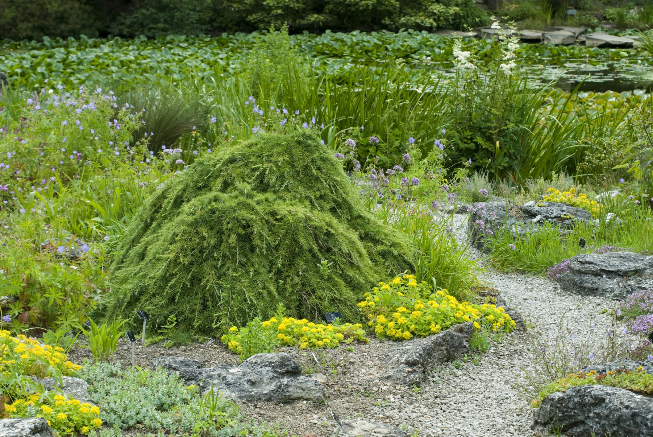 Image of Cedrus libani 'Sargentii'