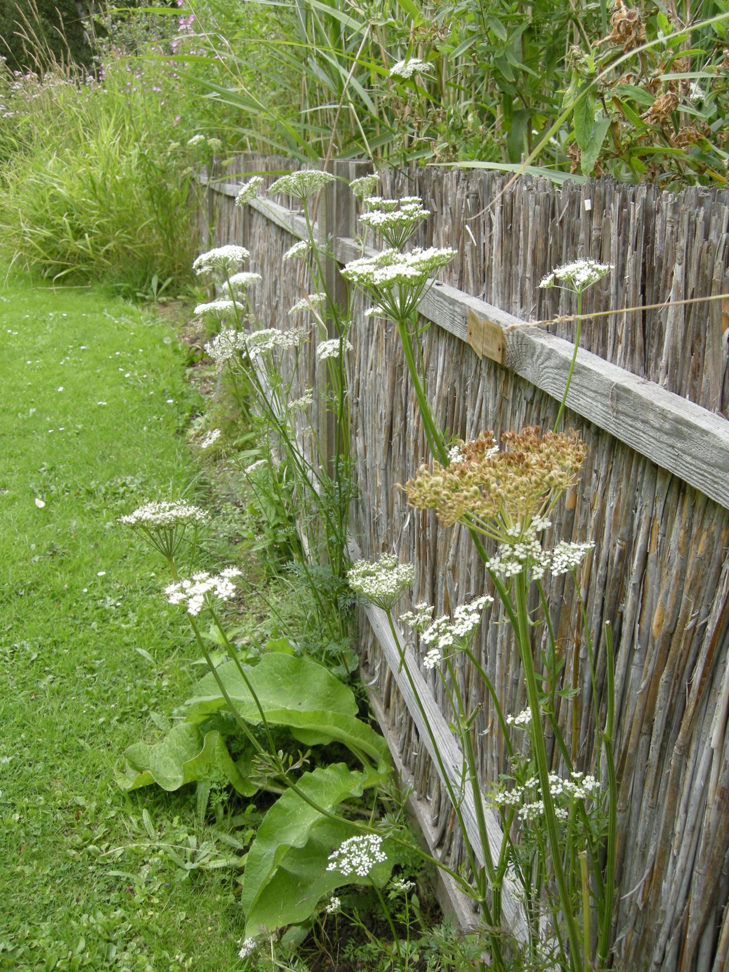Image of Selinum carvifolia