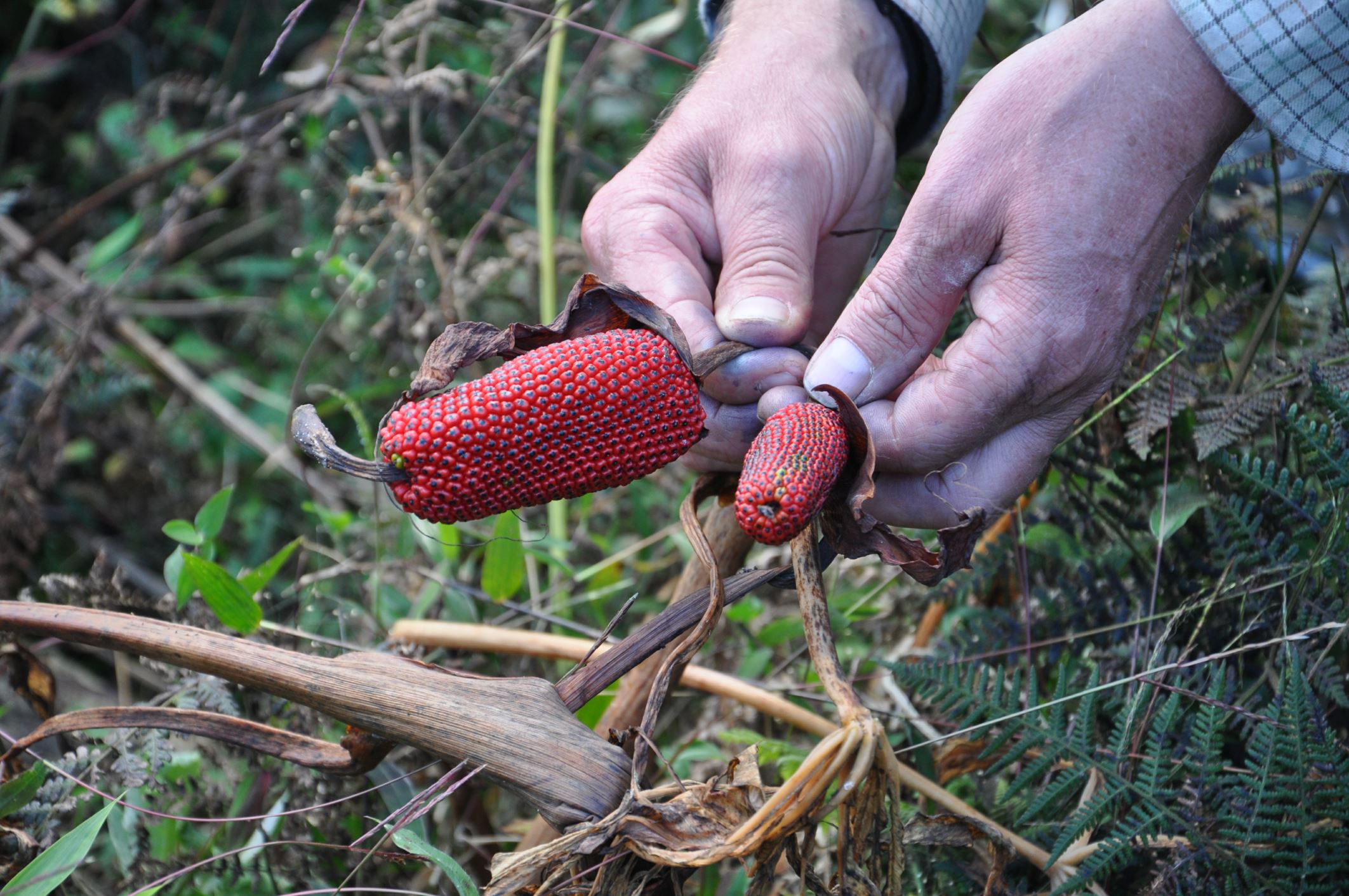 Image of Arisaema sp.