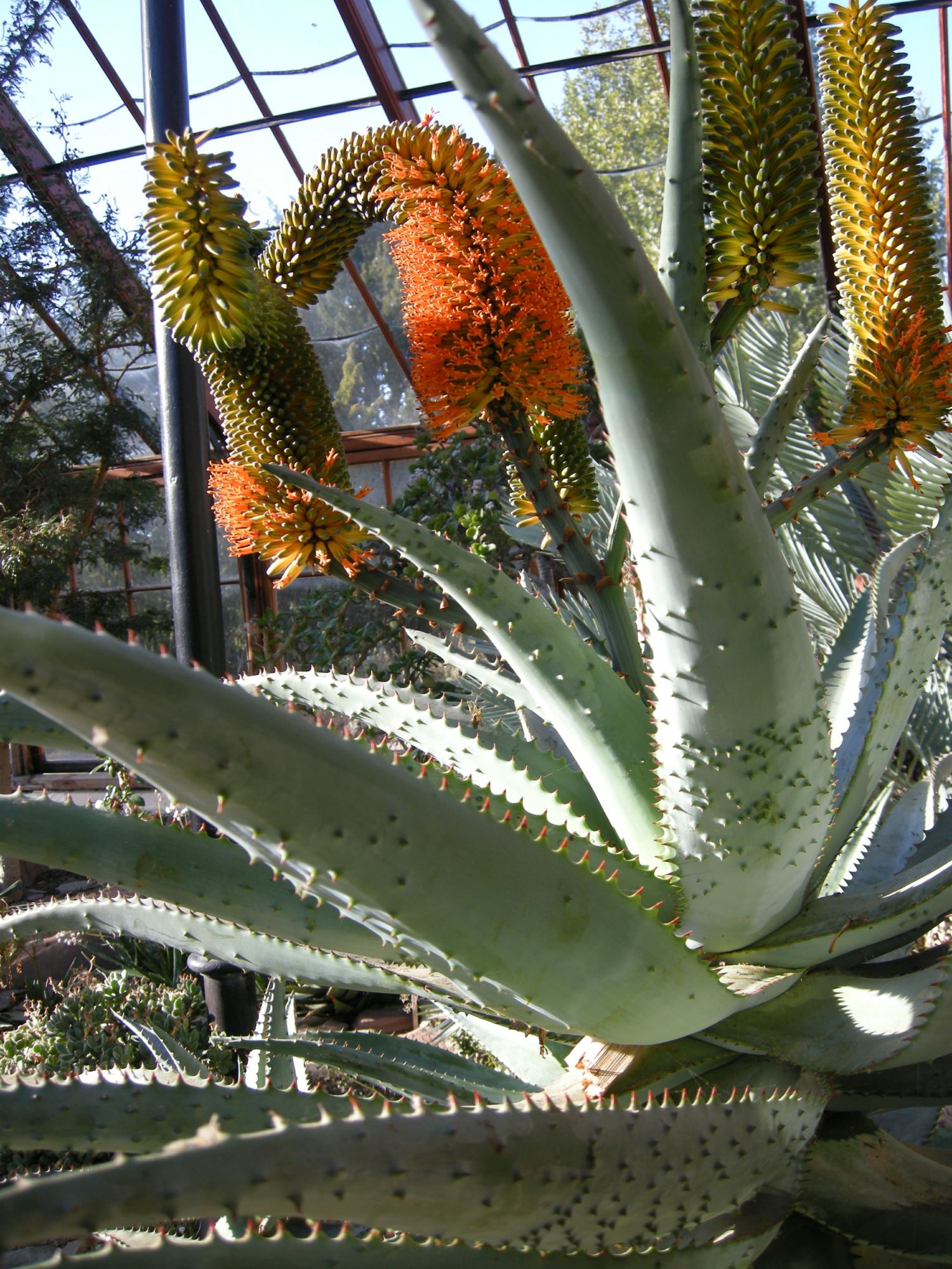 Image of Aloe ferox