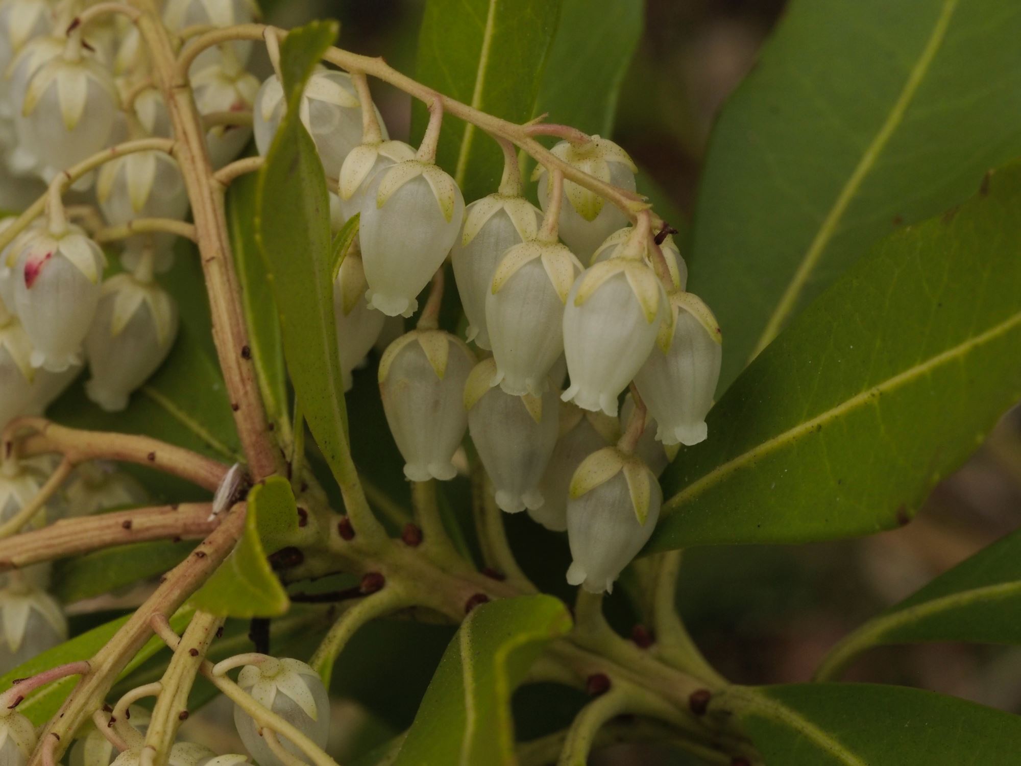 Image of Pieris japonica