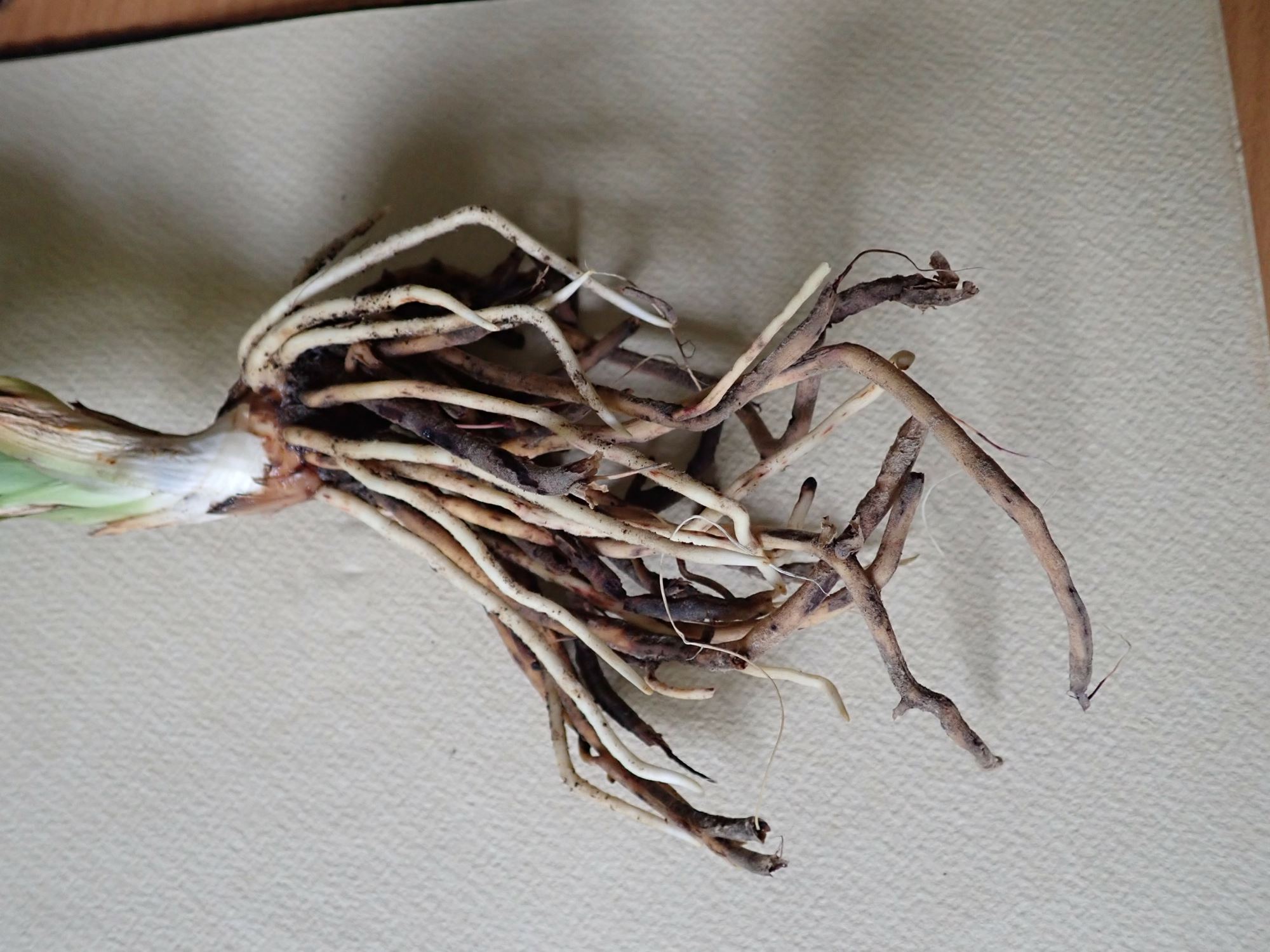 Image of Rohdea japonica