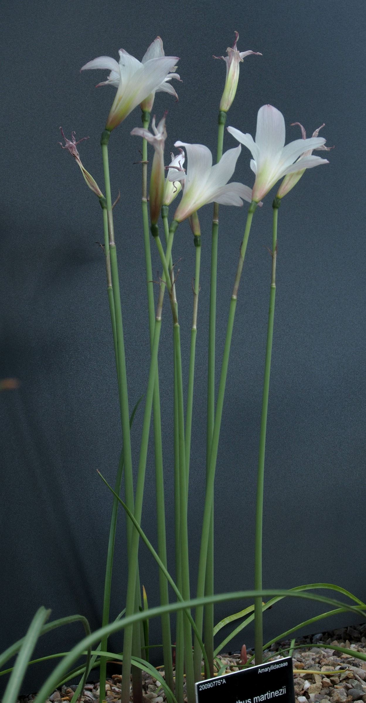 Image of Habranthus martinezii