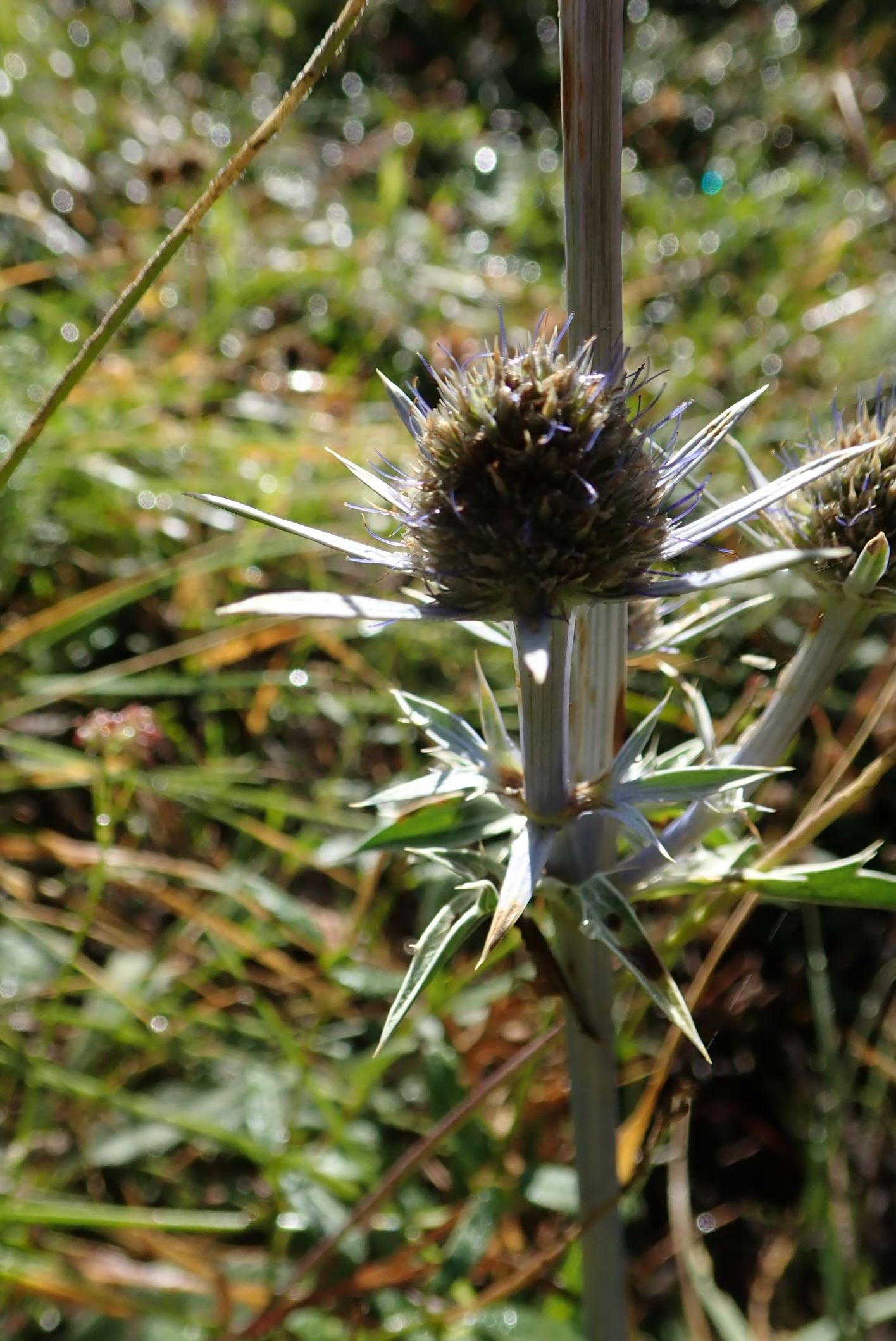 Image of Eryngium bourgatii
