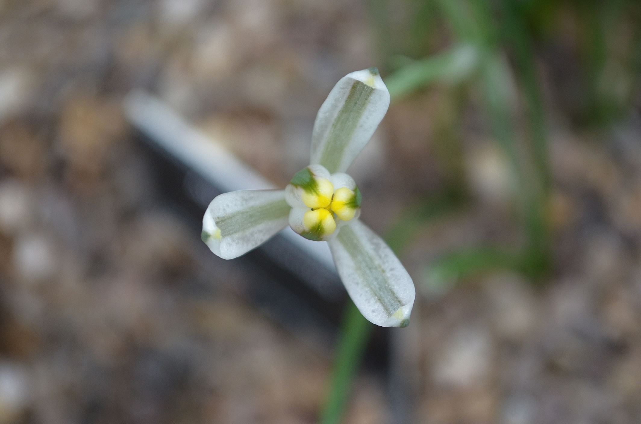 Image of Albuca humilis