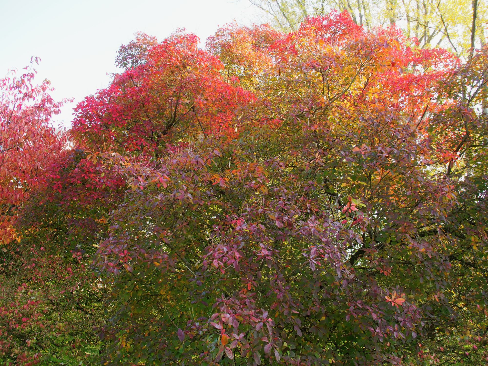 Image of Cotinus coggygria