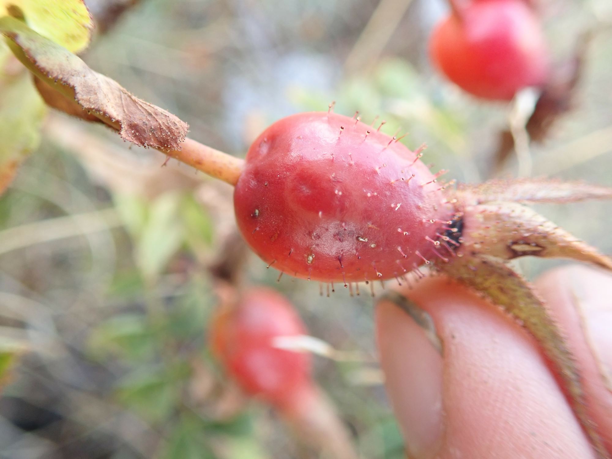 Image of Rosa pendulina