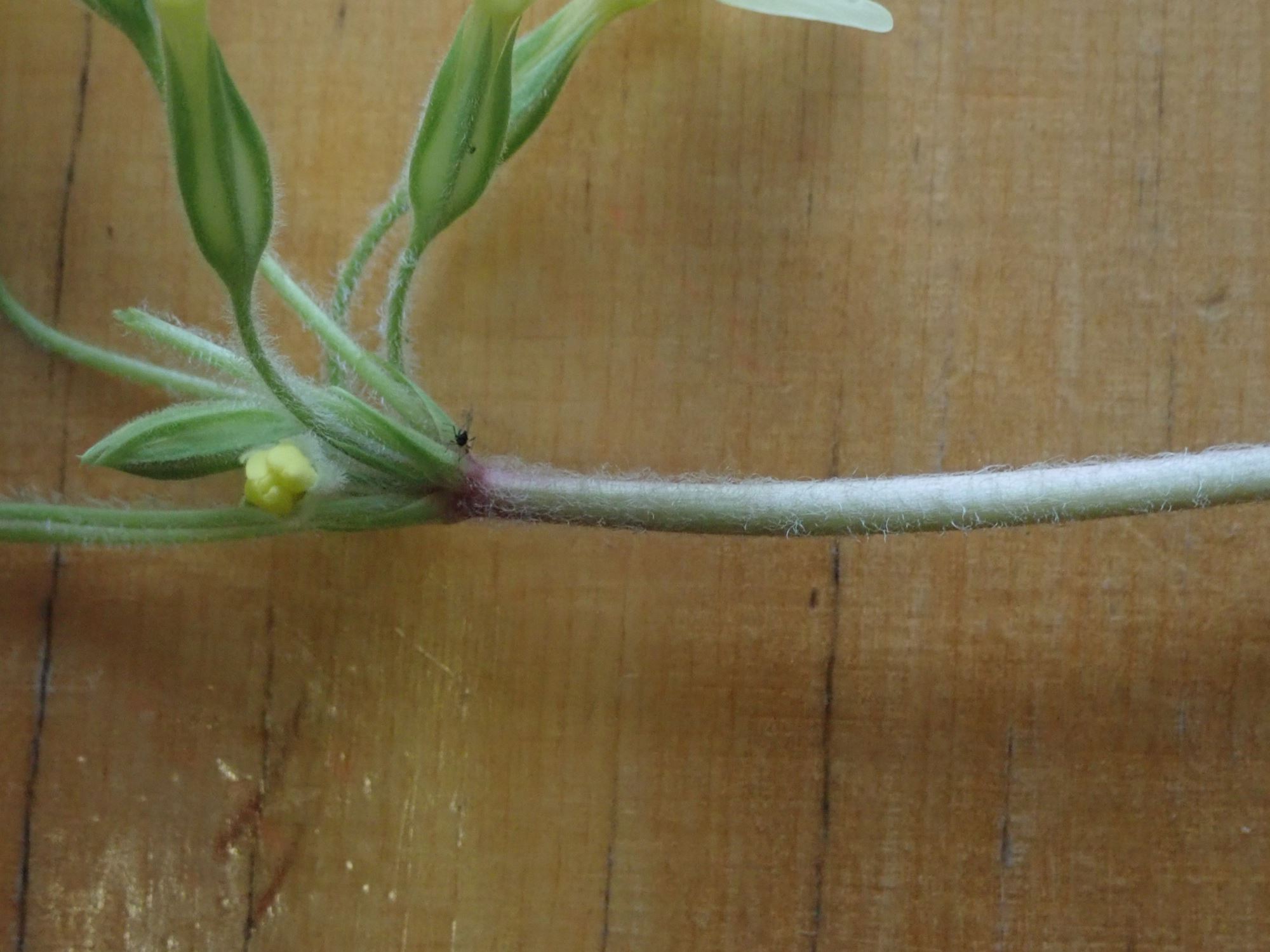 Image of Primula veris