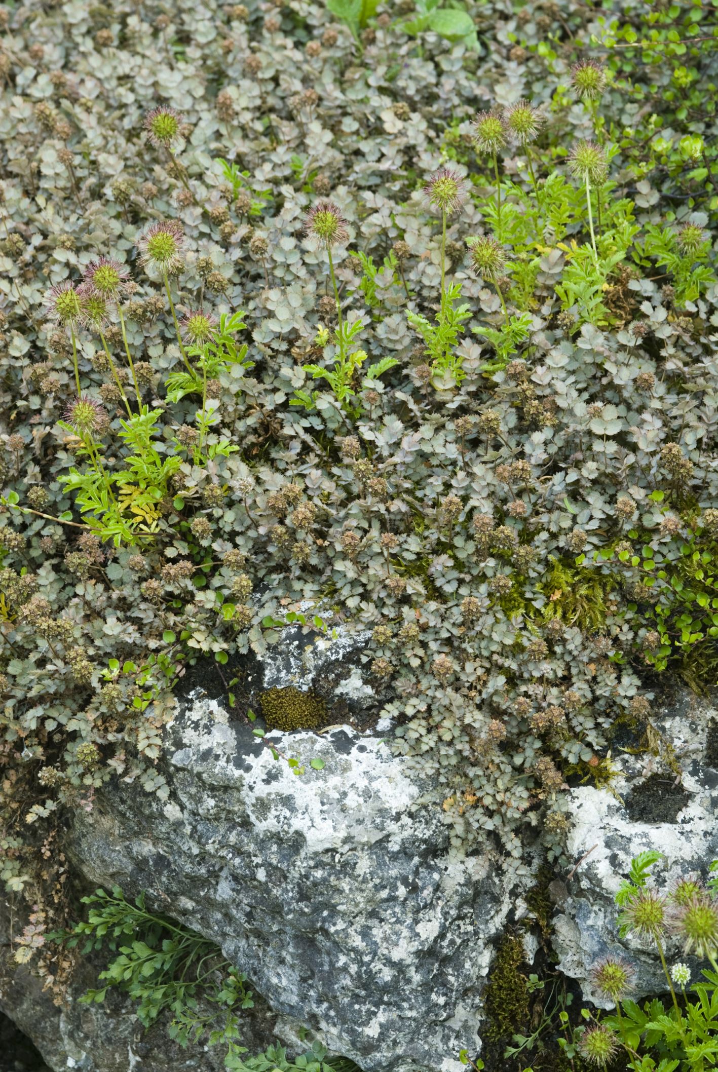 Image of Acaena caesiglauca