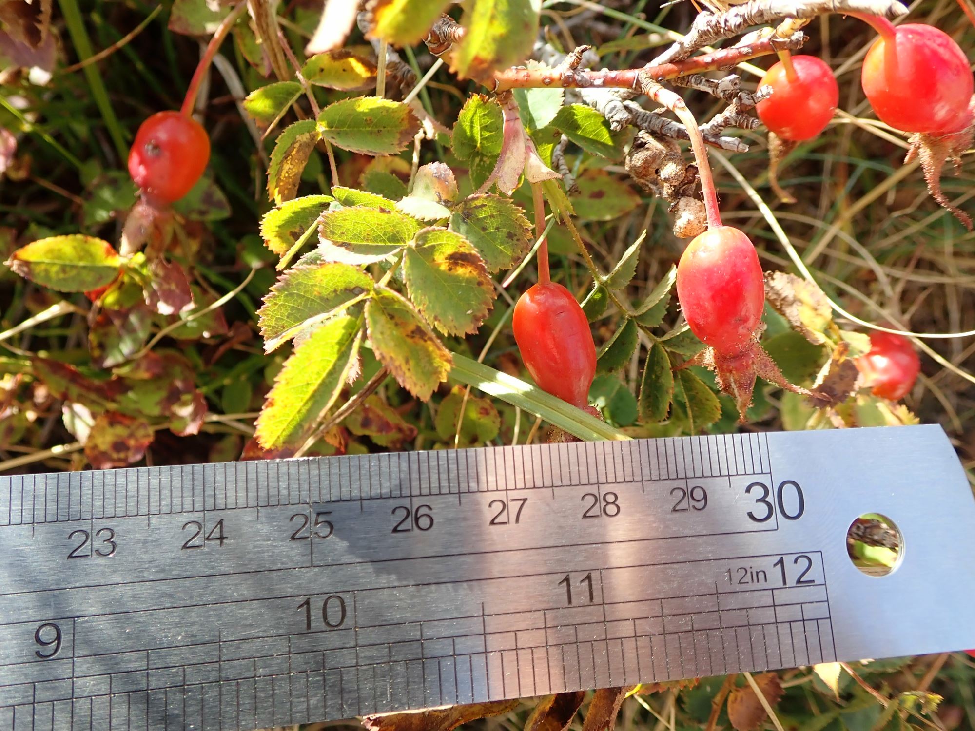Image of Rosa pendulina
