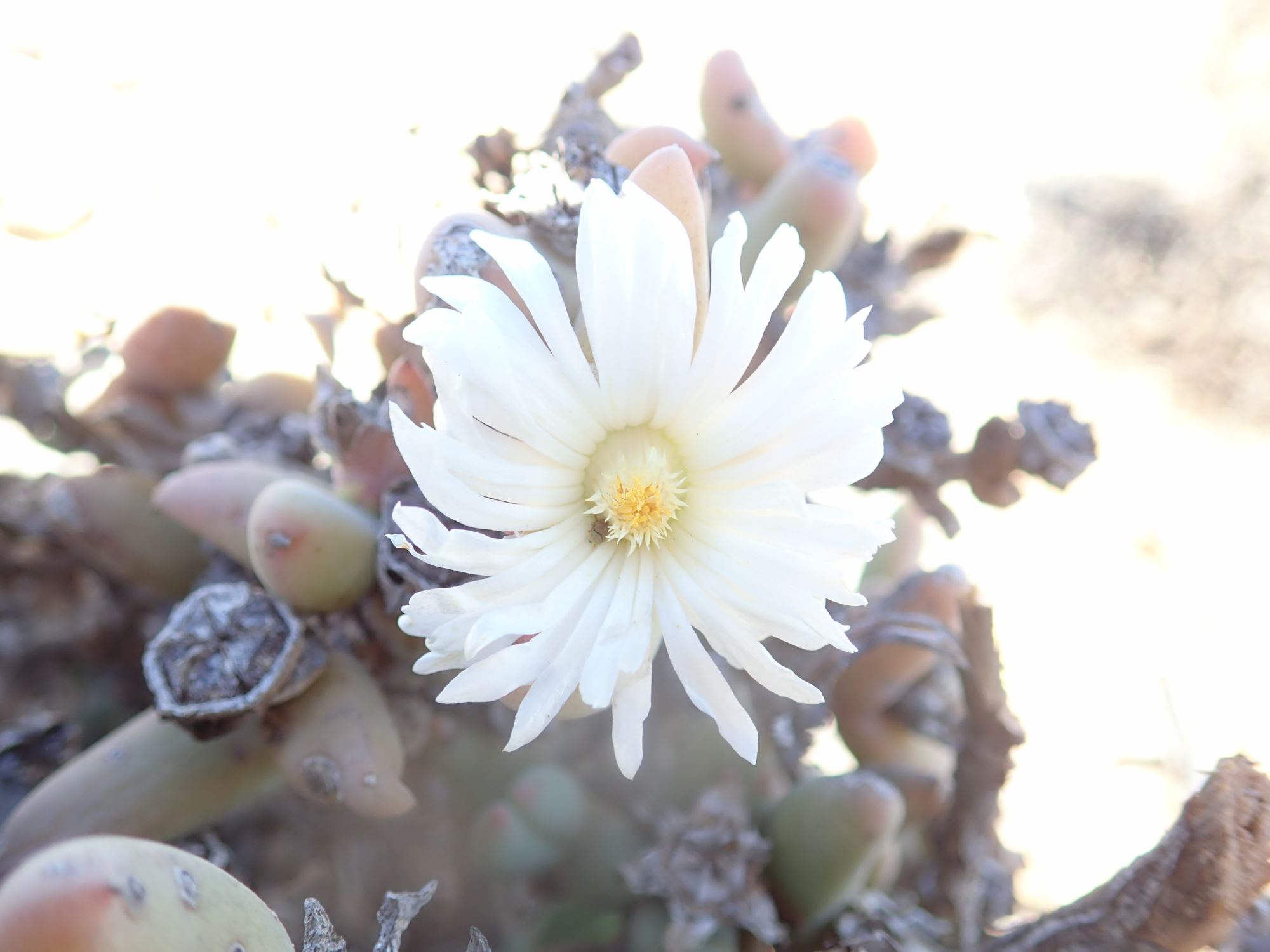 Image of Astridia alba