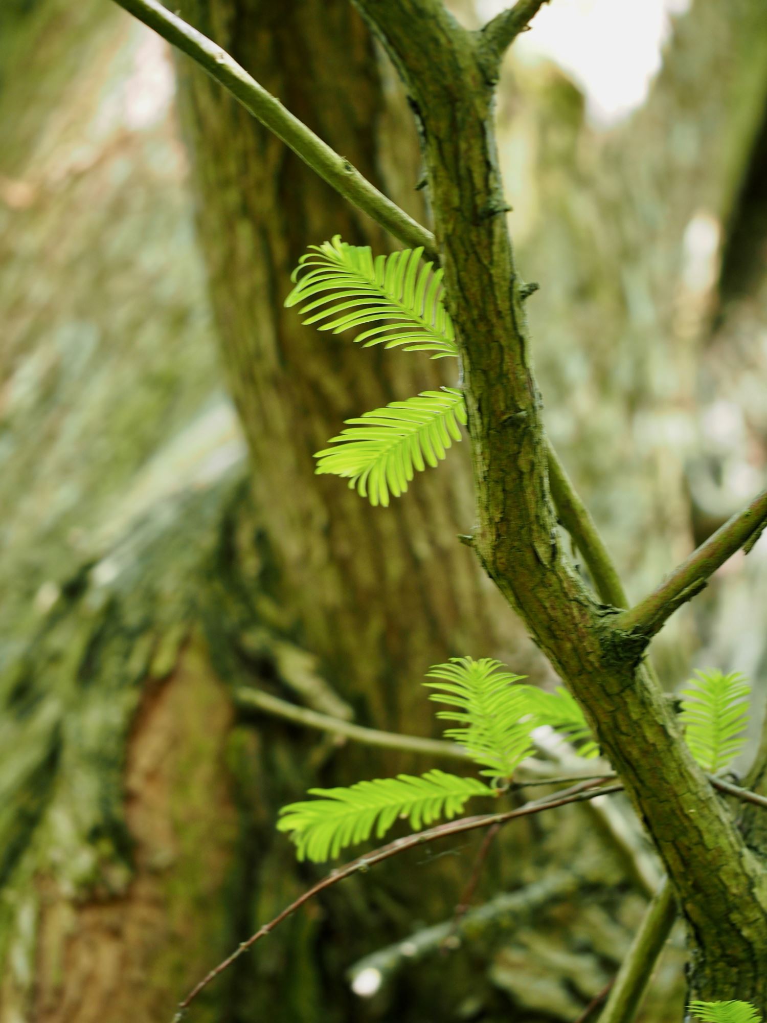Image of Metasequoia glyptostroboides