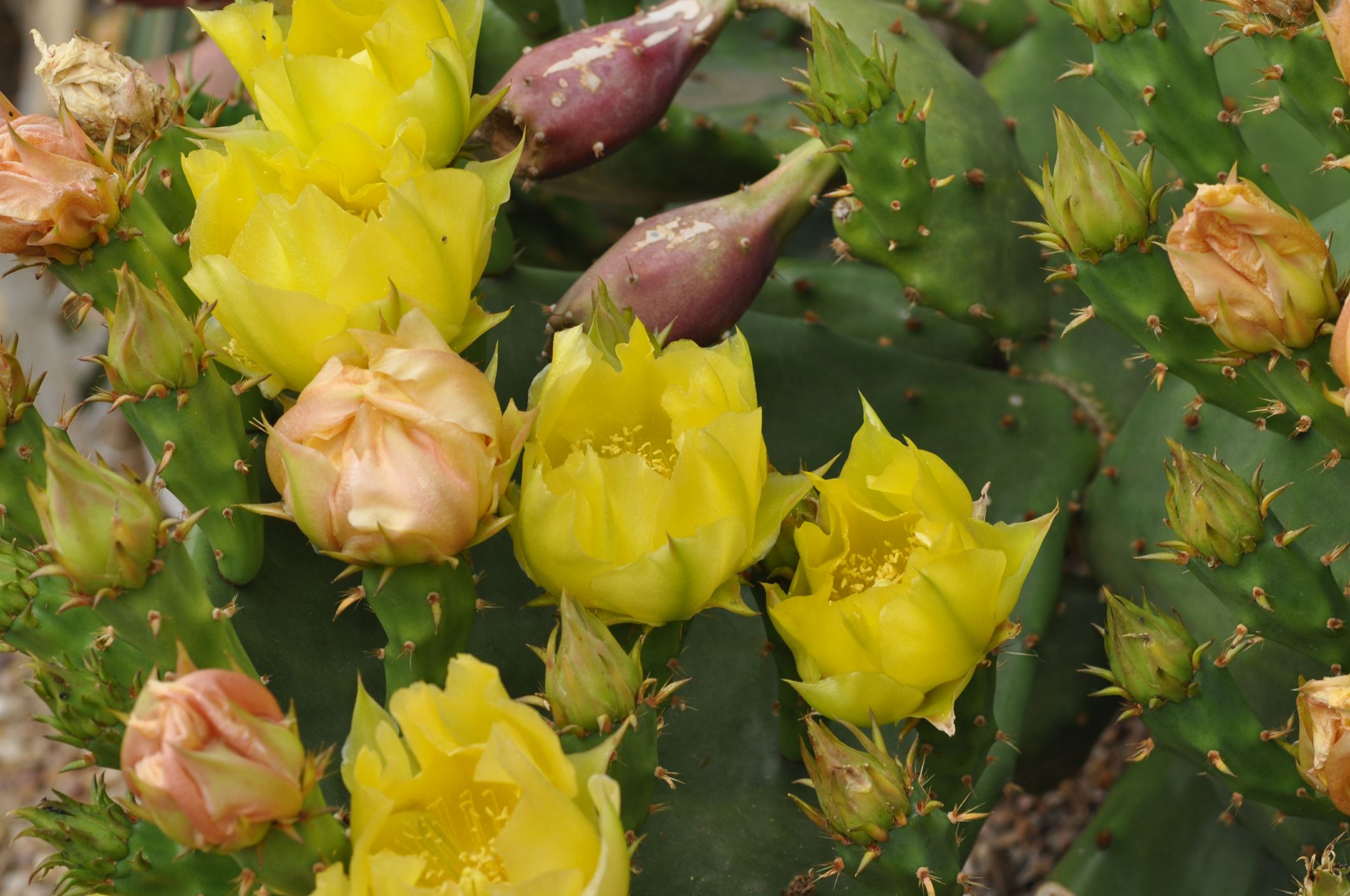 Image of Opuntia engelmannii var. lindheimeri