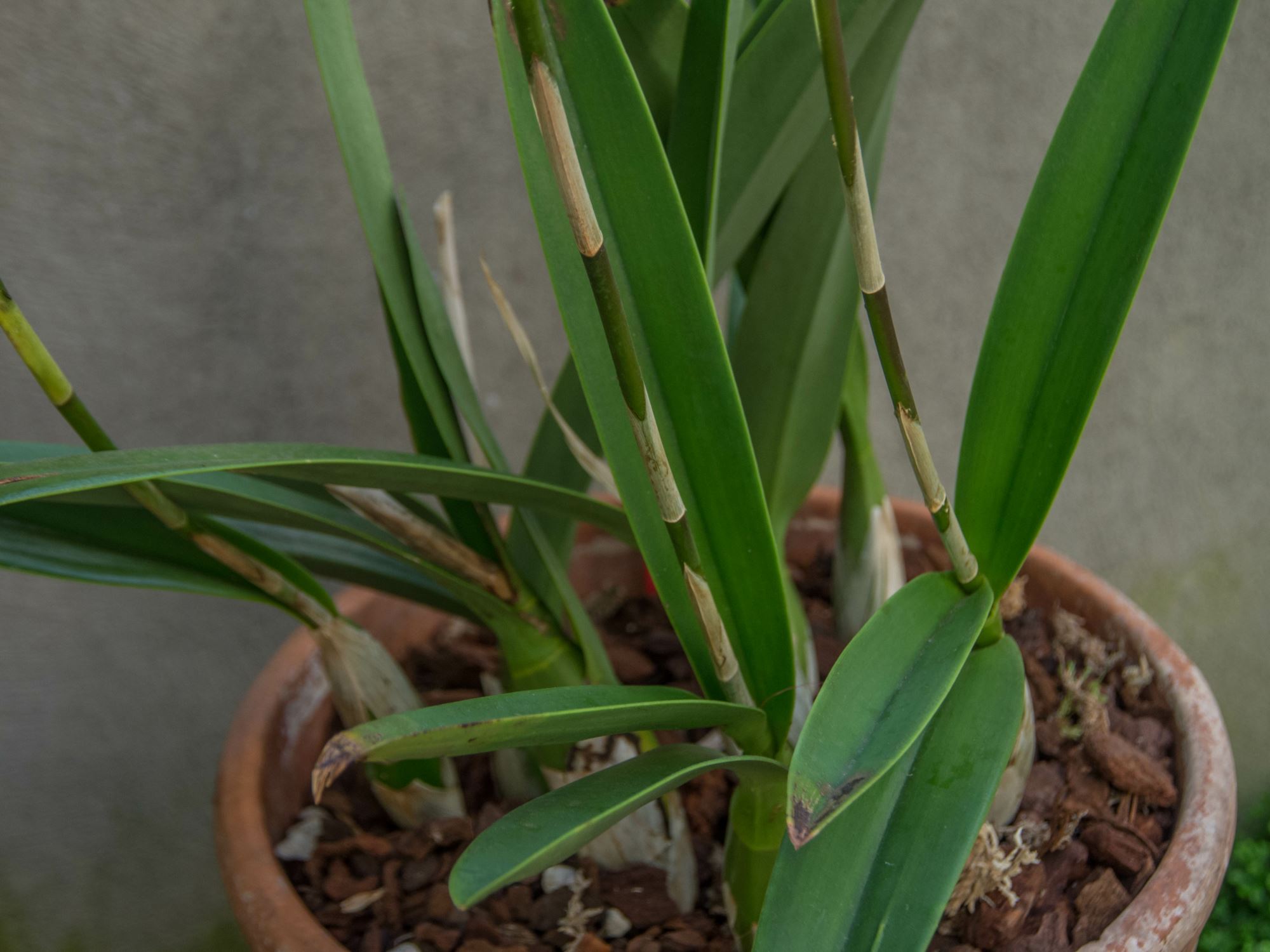 Image of Laelia autumnalis
