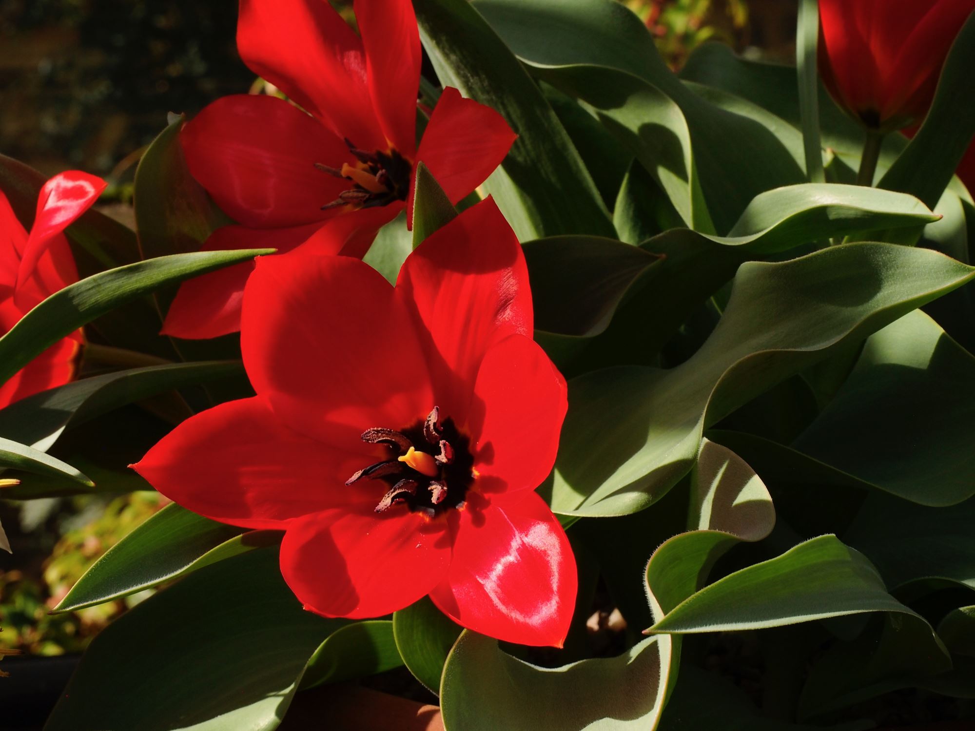 Image of Tulipa fosteriana 'Princeps'