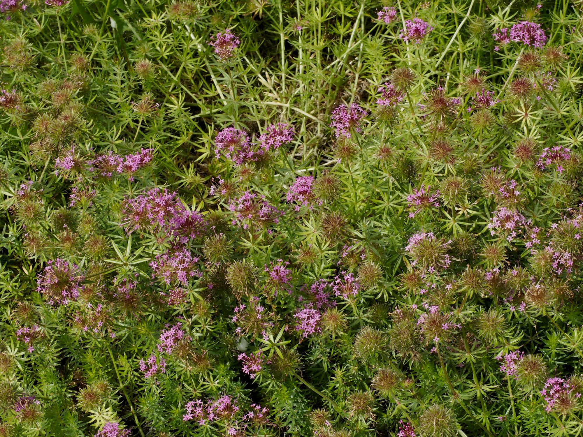 Image of Phuopsis stylosa