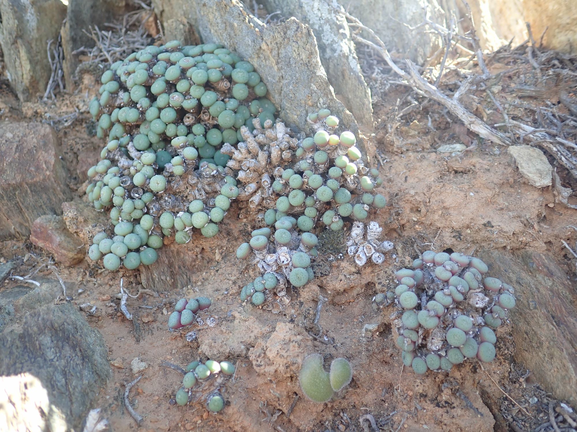 Image of Conophytum reconditum