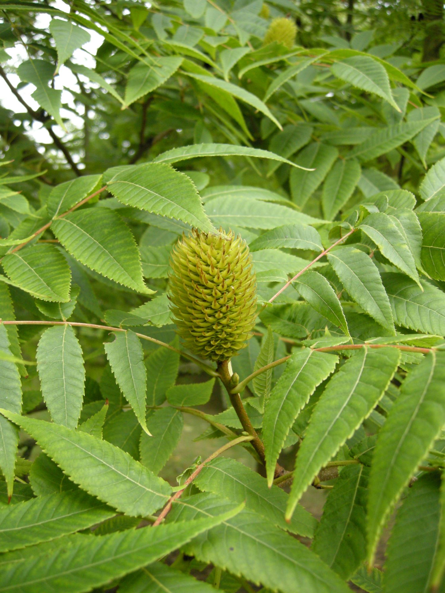 Image of Platycarya strobilacea