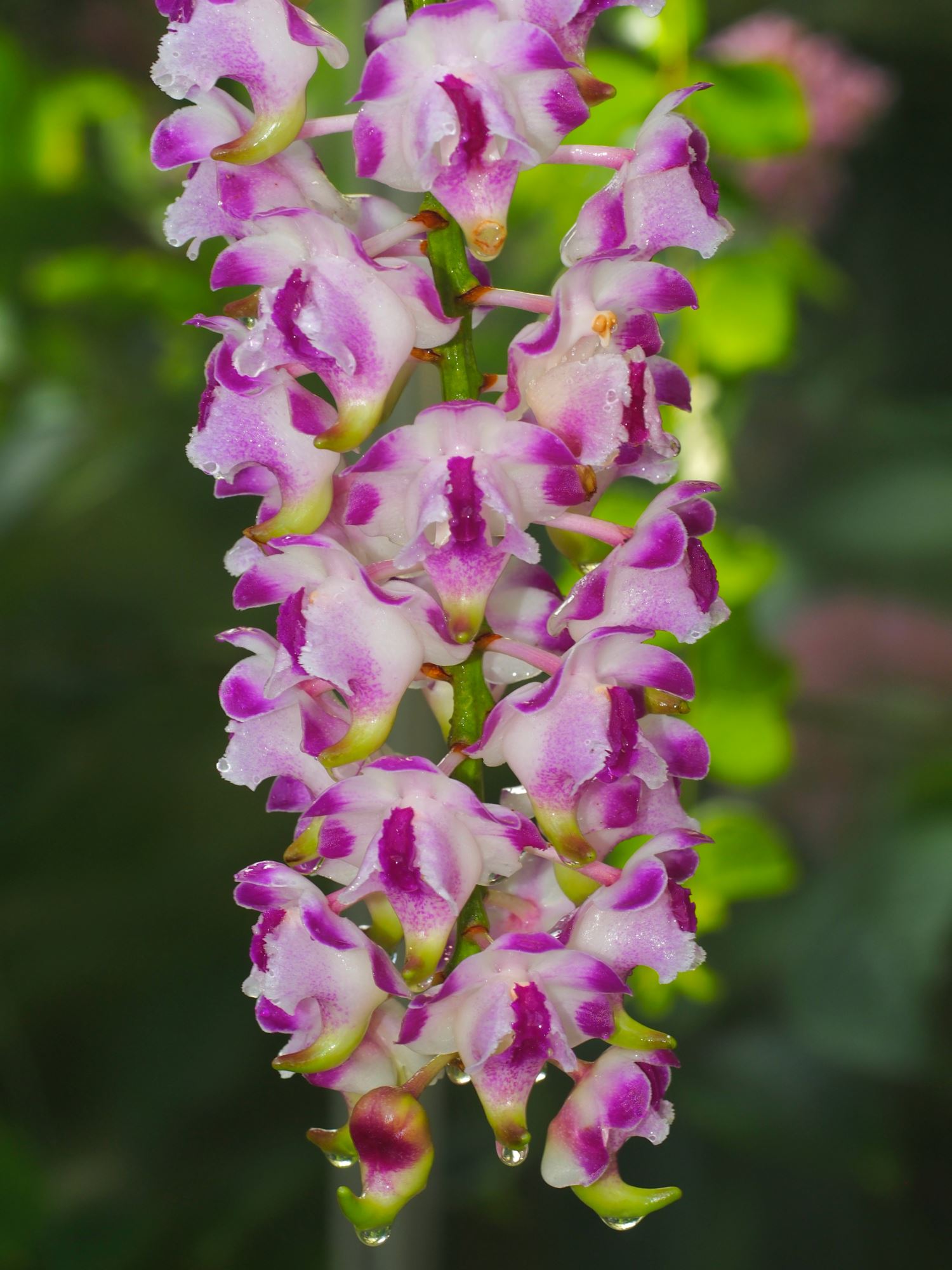 Image of Aerides lawrenceae