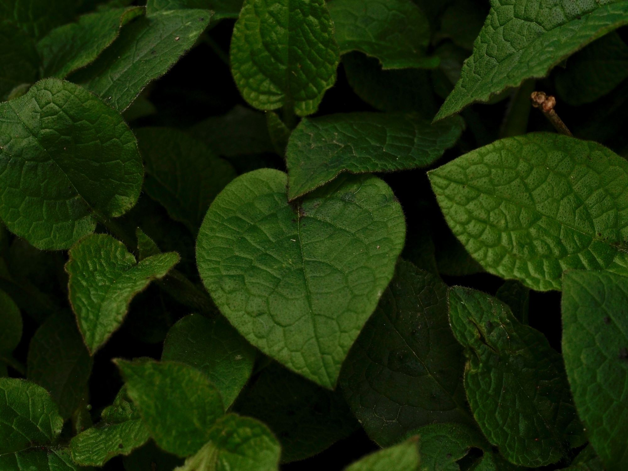 Image of Epimedium perralderianum