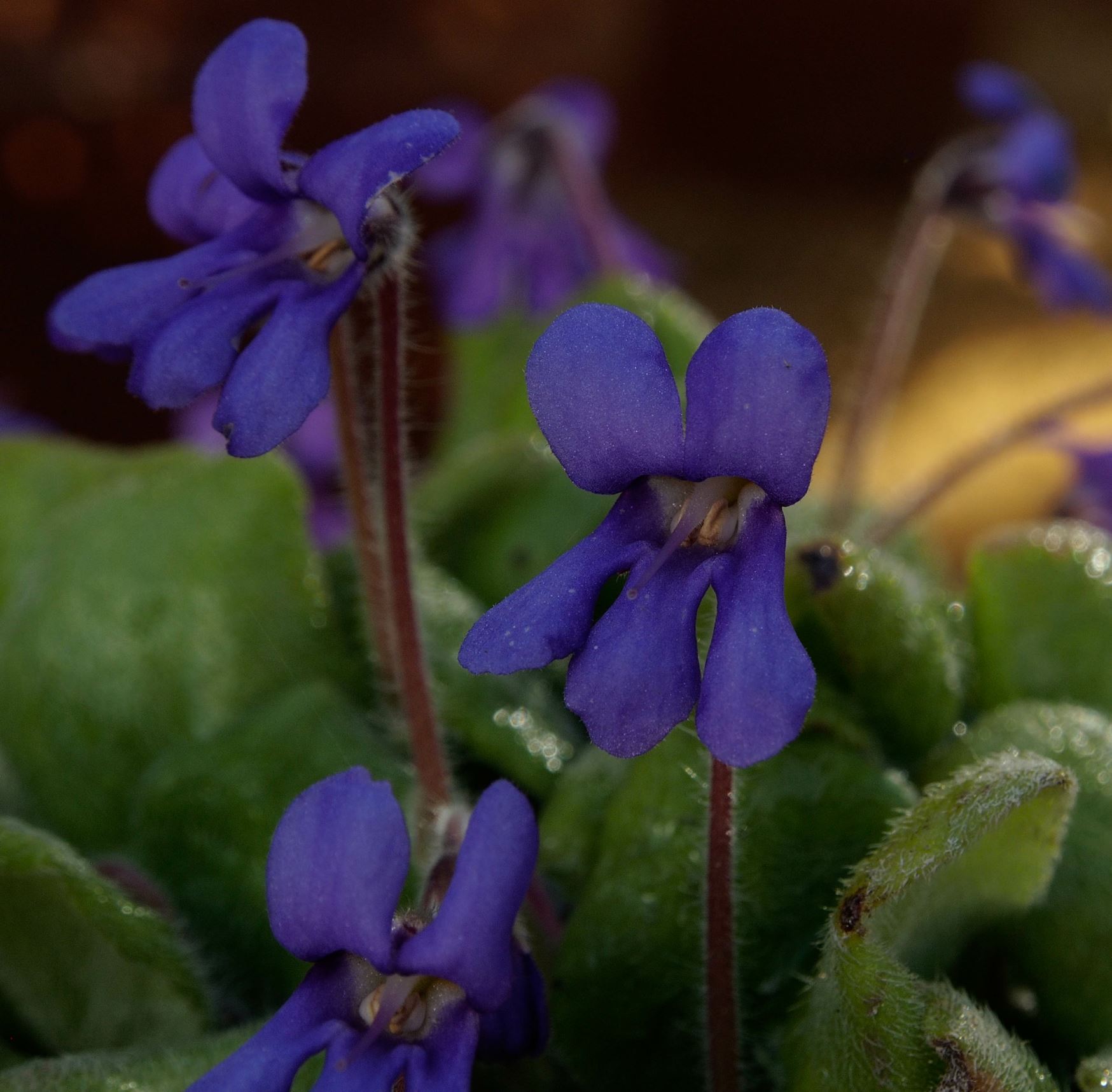 Image of Petrocosmea nervosa