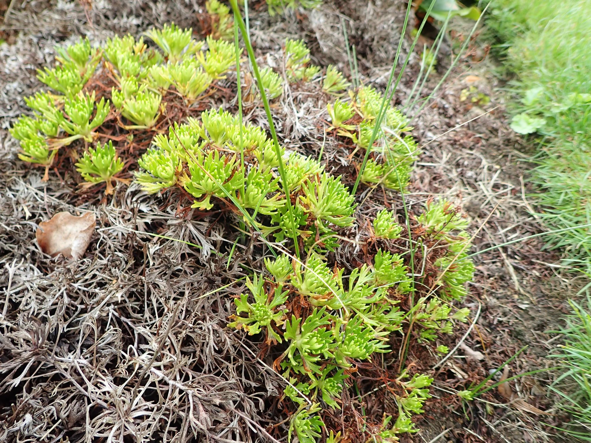 Image of Saxifraga canaliculata