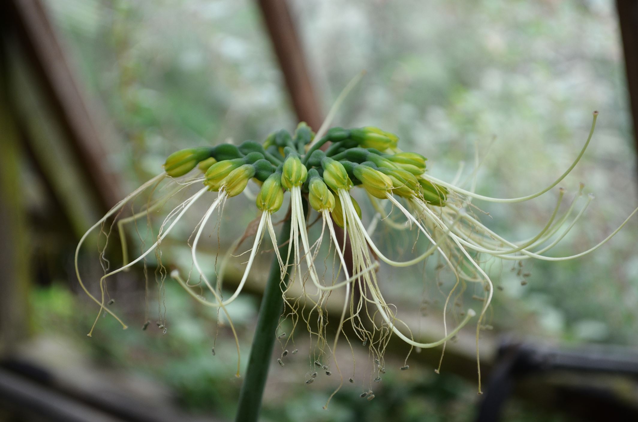 Image of Eucrosia mirabilis