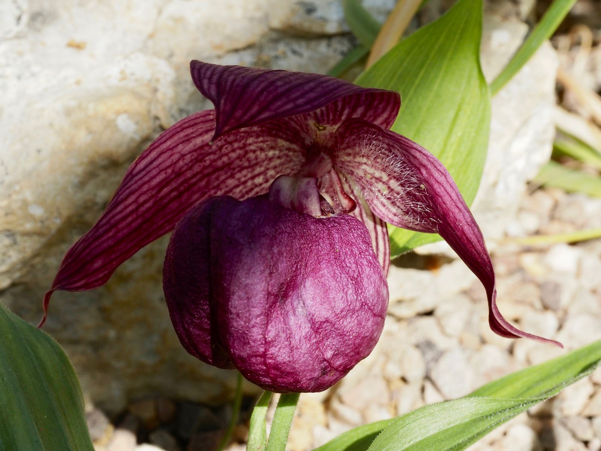 Image of Cypripedium Ã— ventricosum