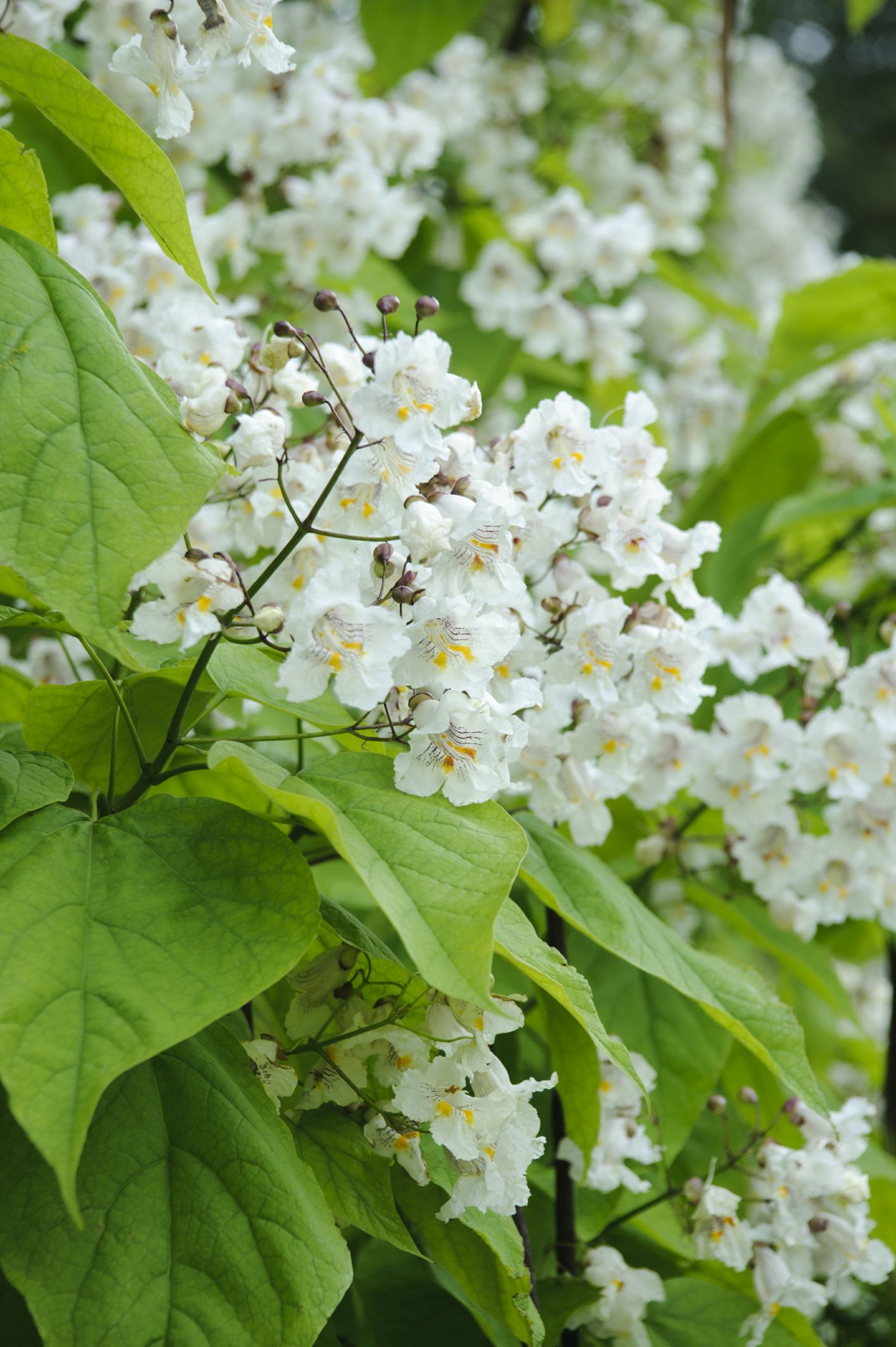 Image of Catalpa speciosa