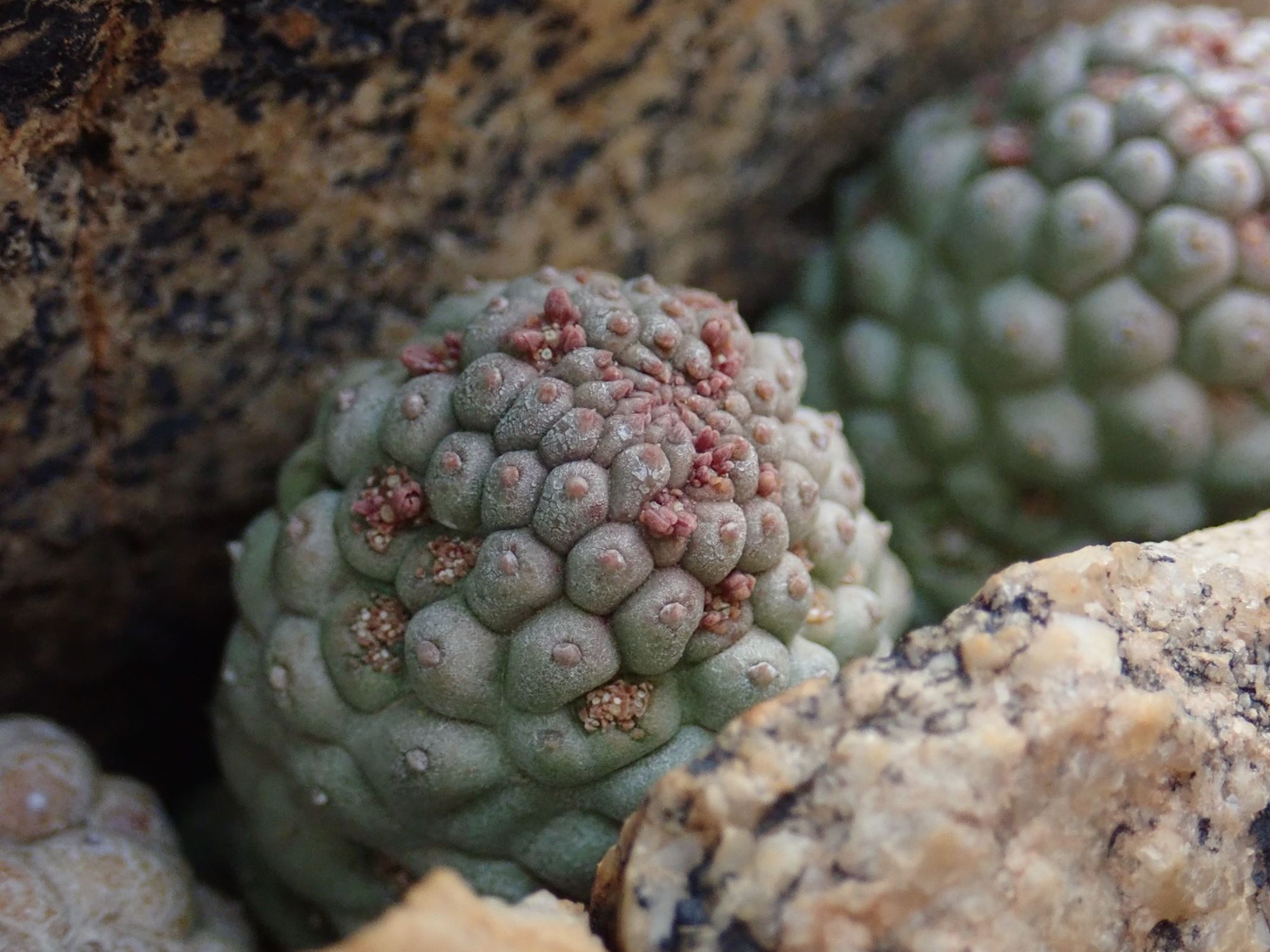 Image of Larryleachia sp.