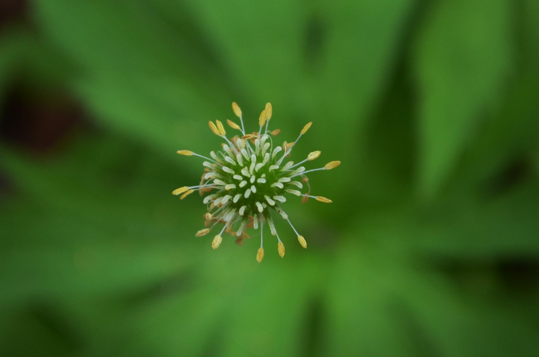 Image of Anemonastrum canadense