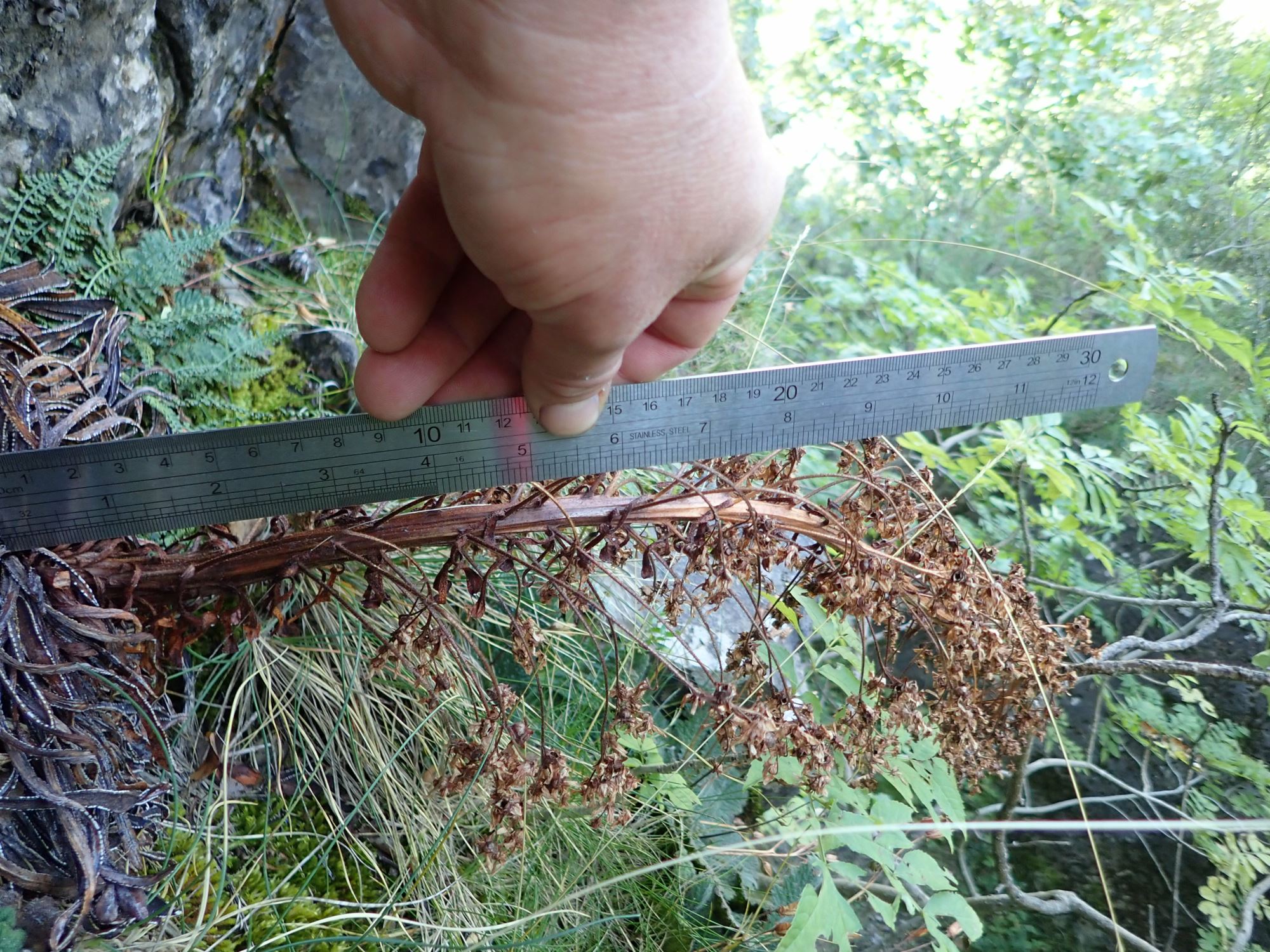 Image of Saxifraga longifolia