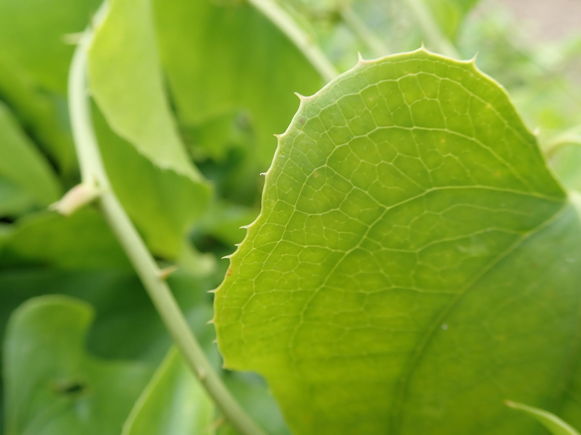 Image of Smilax cantab