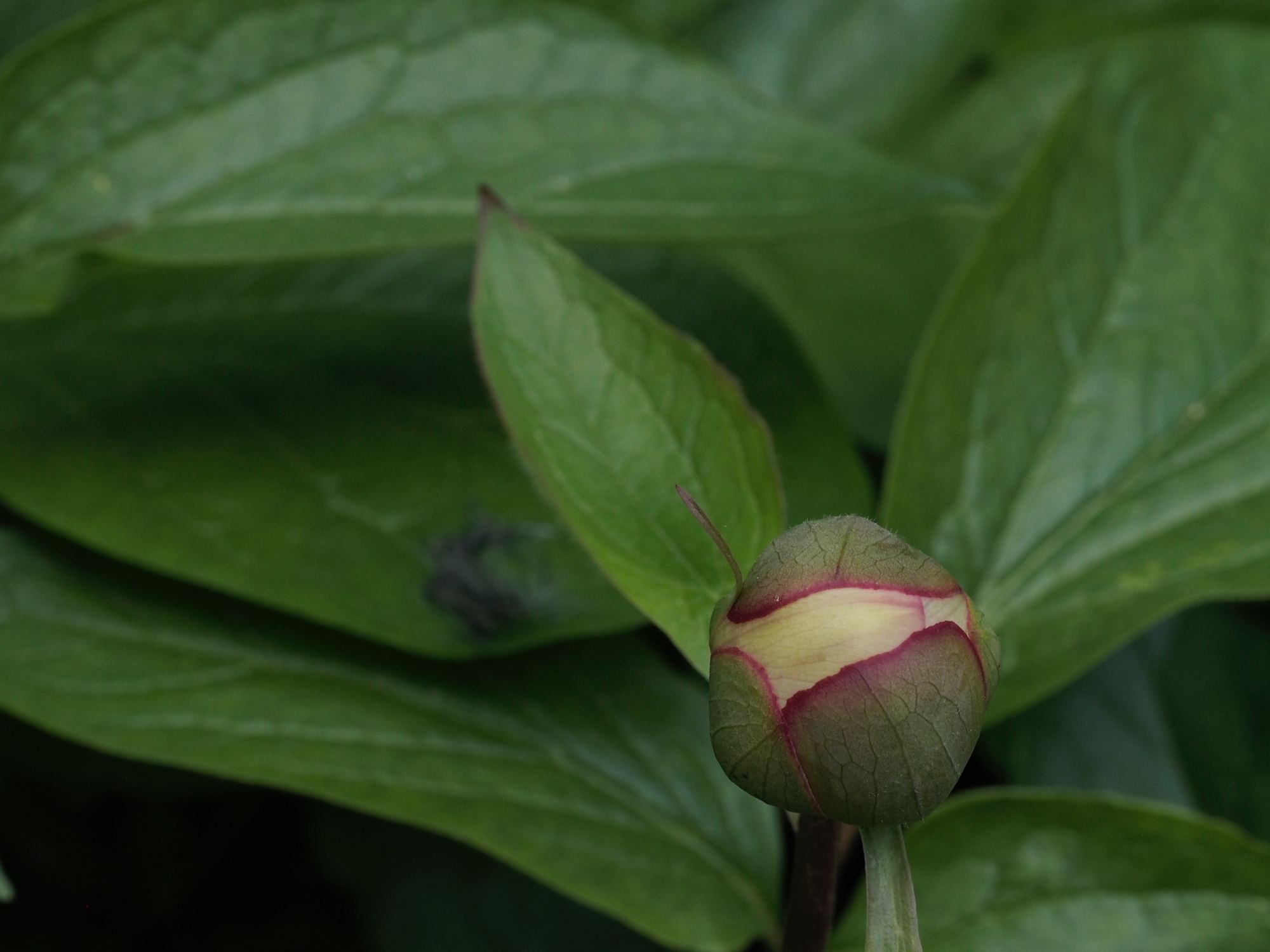 Image of Paeonia wittmanniana 'Mai Fleuri'