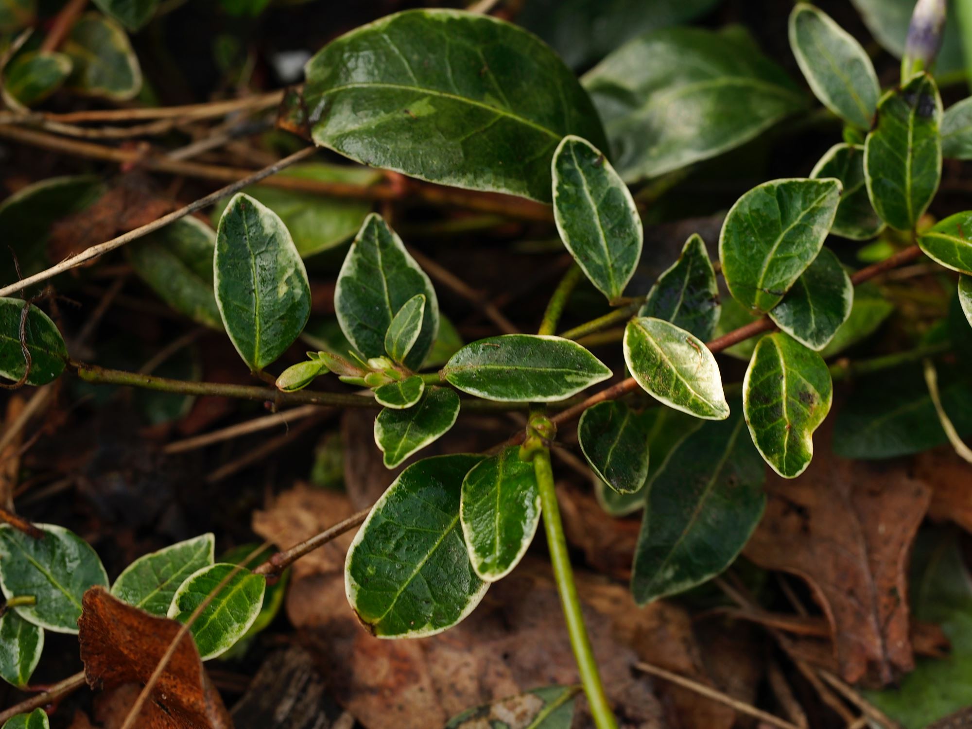 Image of Vinca minor 'Ralph Shugert'