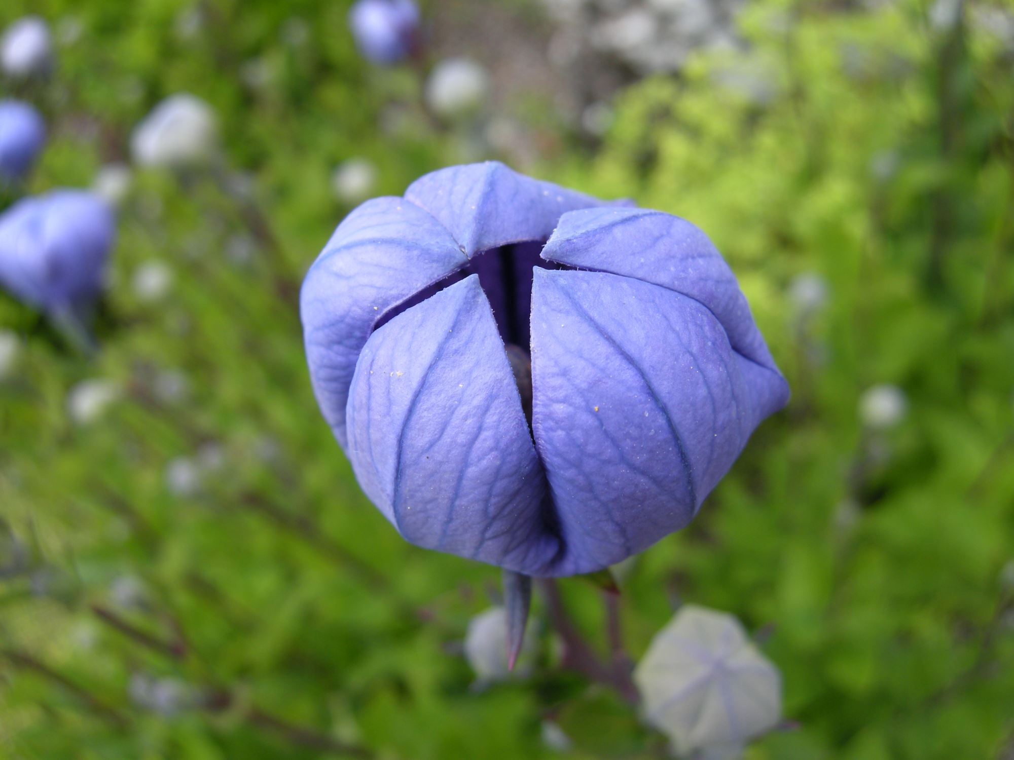 Image of Platycodon grandiflorus