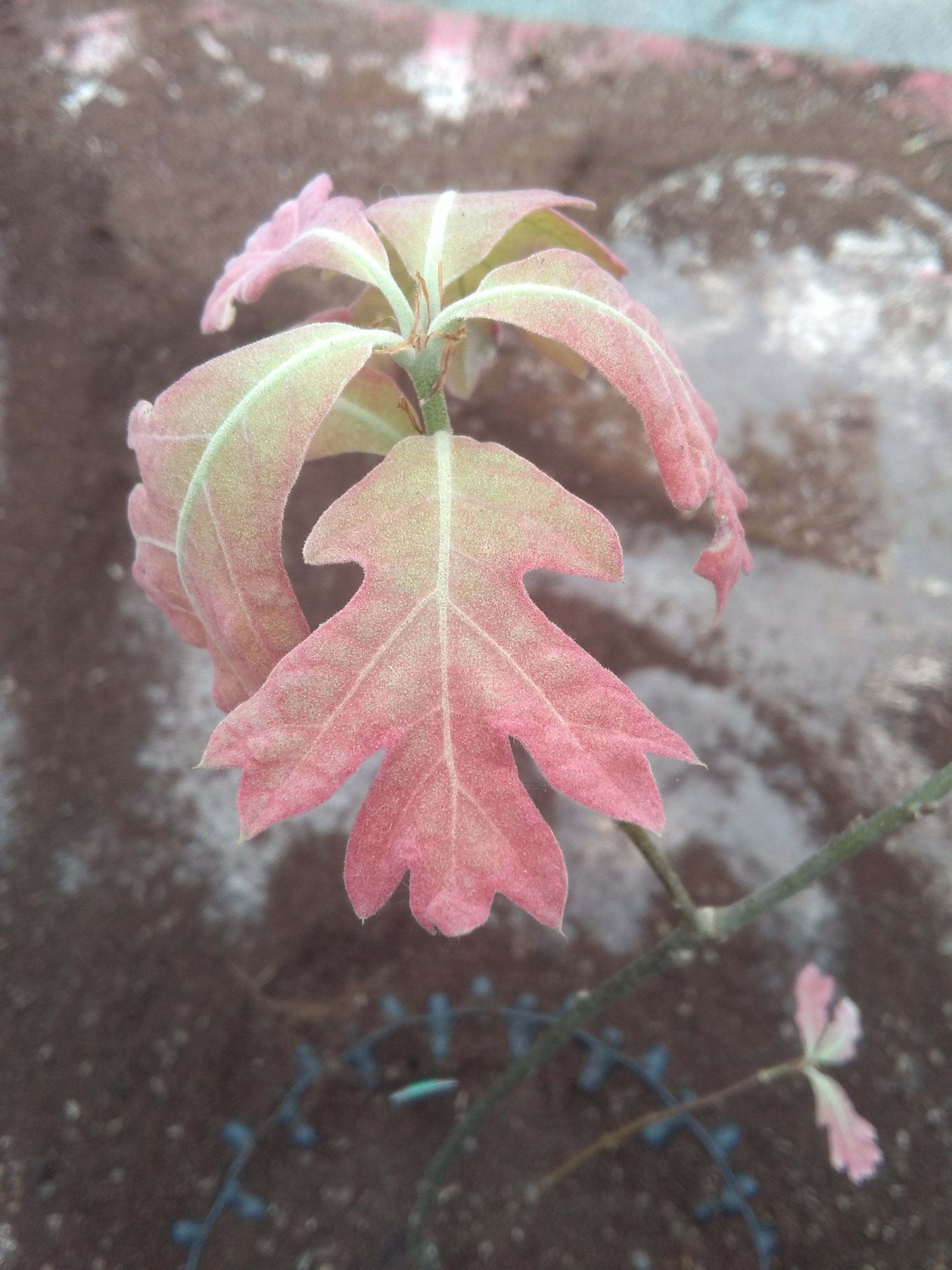 Image of Quercus Ã— bushii