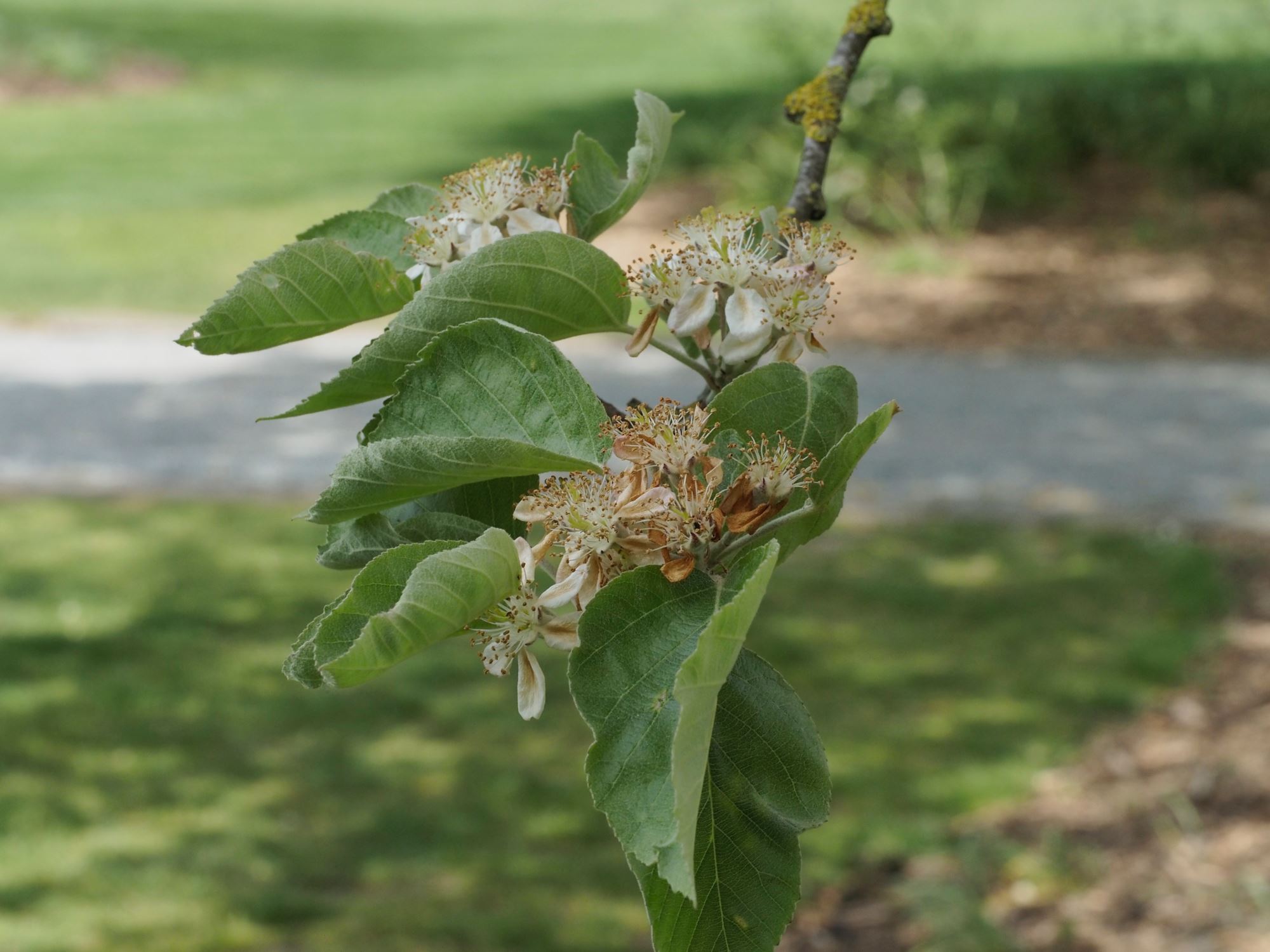 Image of Malus tschonoskii