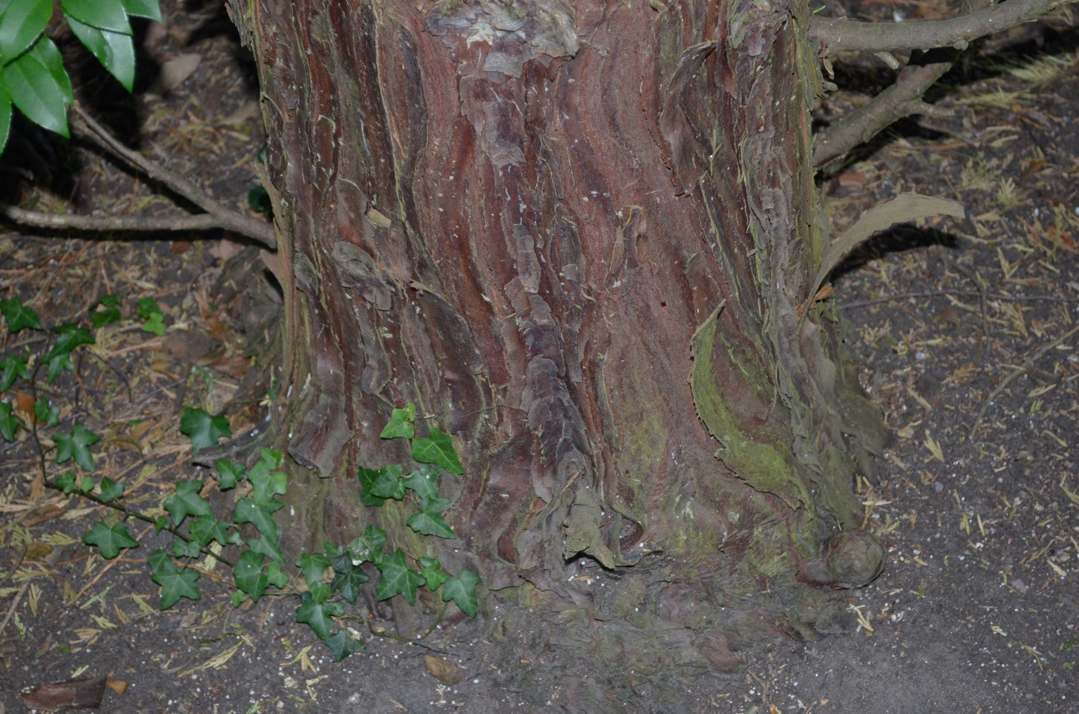 Image of Calocedrus decurrens 'Pillar'