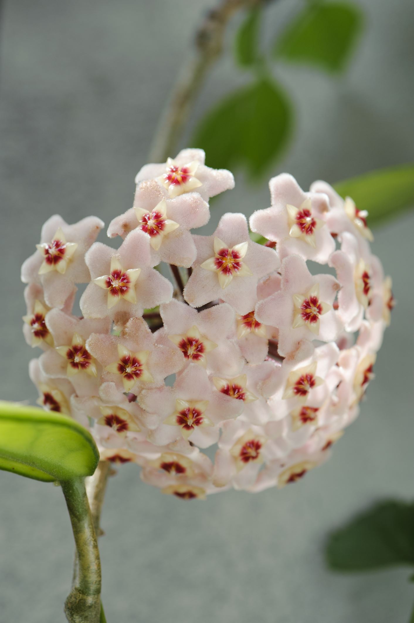 Image of Hoya carnosa