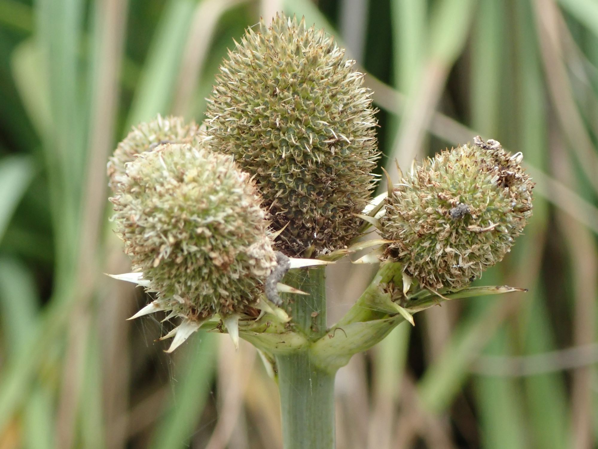Image of Eryngium agavifolium