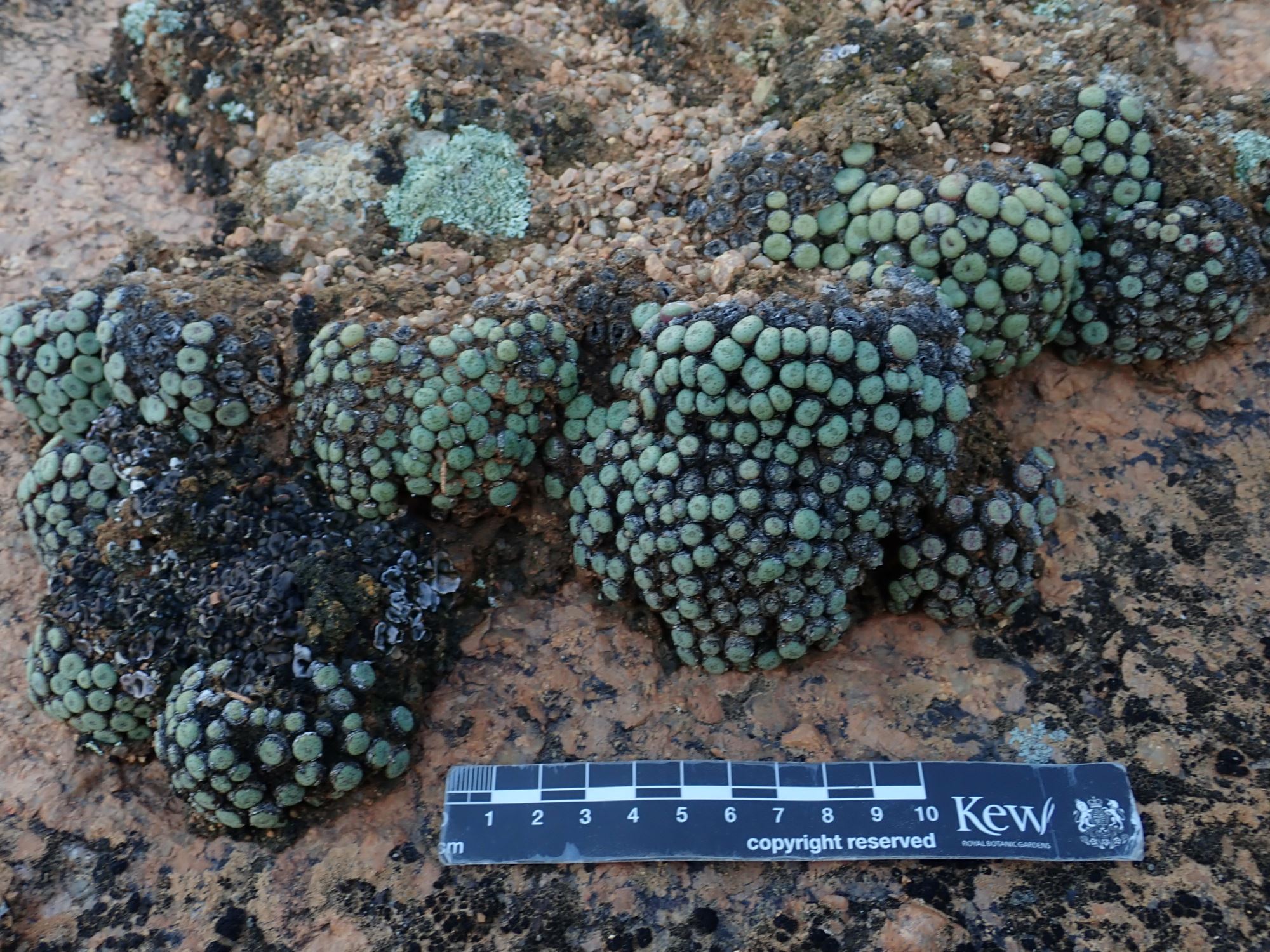 Image of Conophytum sp.