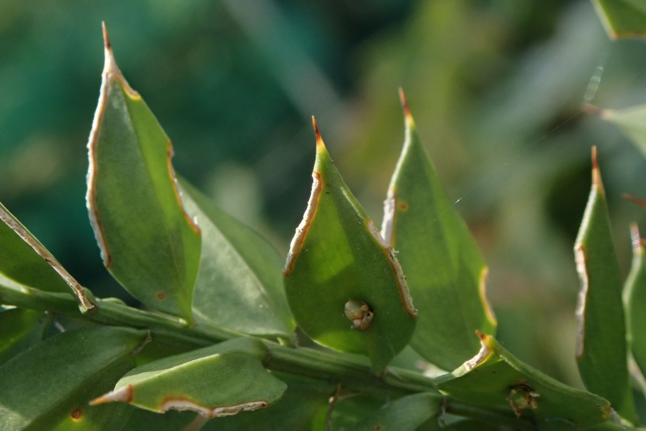 Image of Ruscus aculeatus