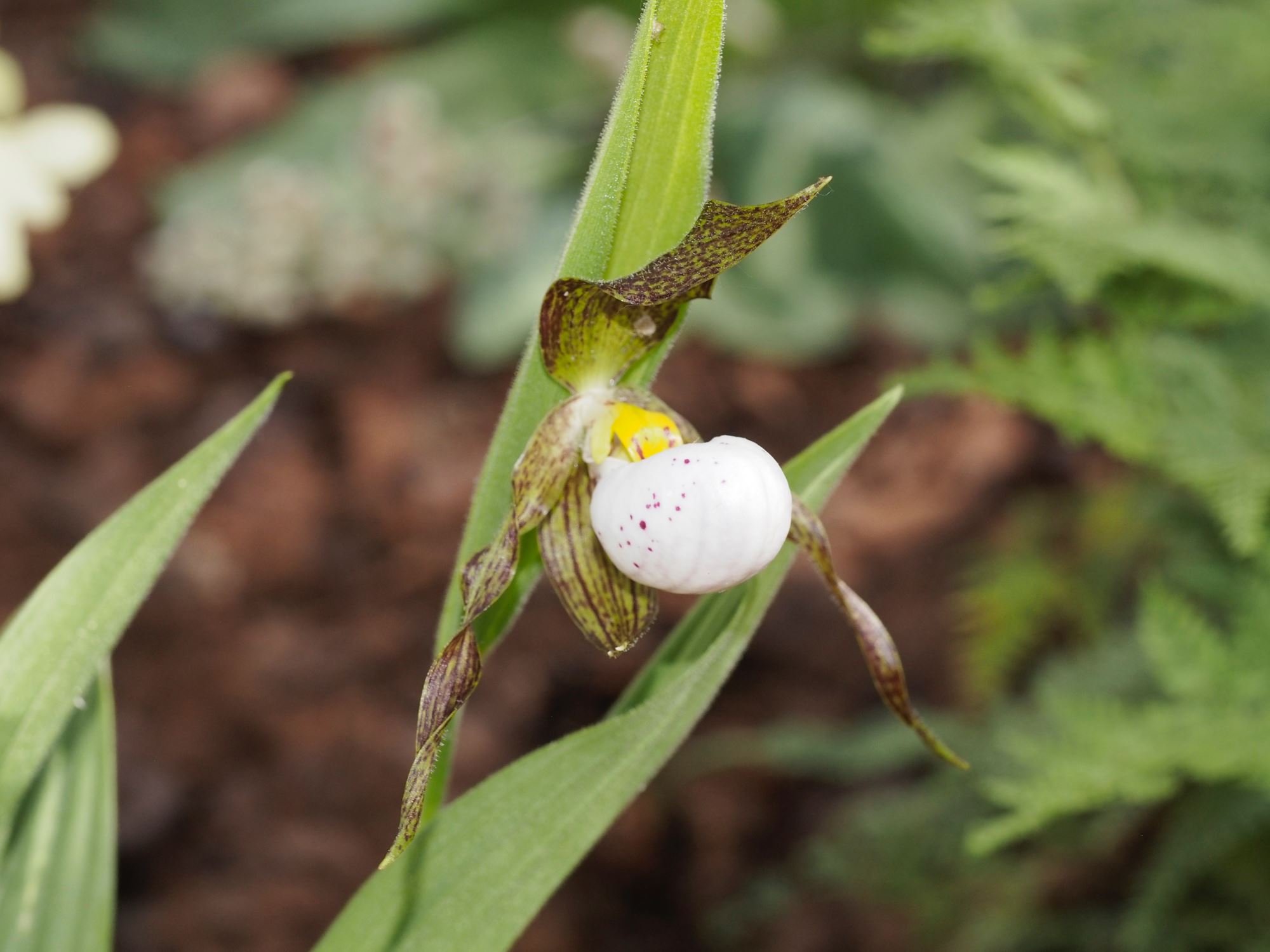 Image of Cypripedium candidum