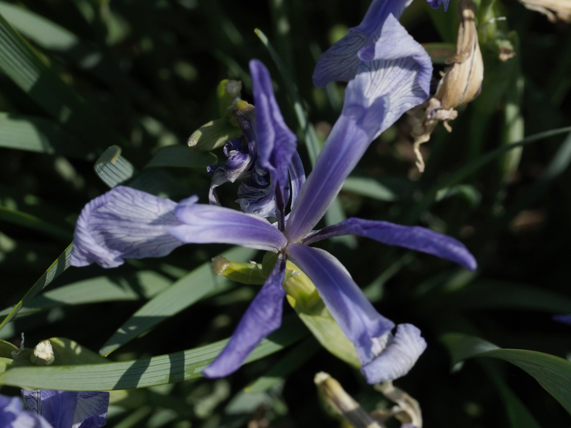 Image of Iris foetidissima