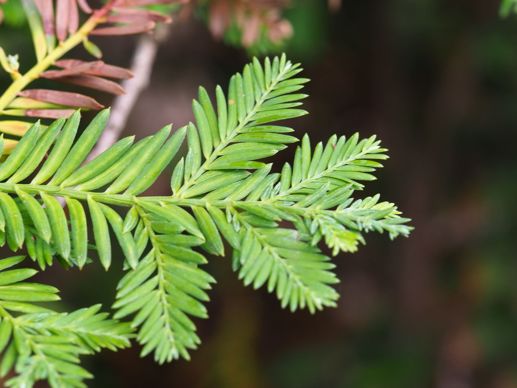 Image of Sequoia sempervirens