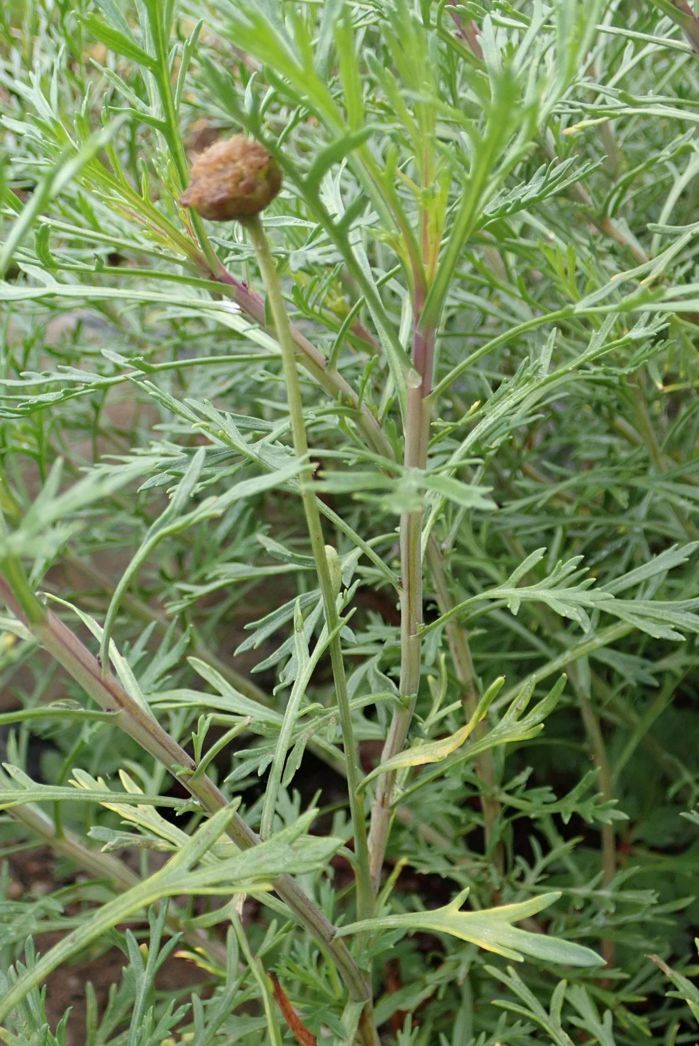 Image of Argyranthemum frutescens subsp. canariae